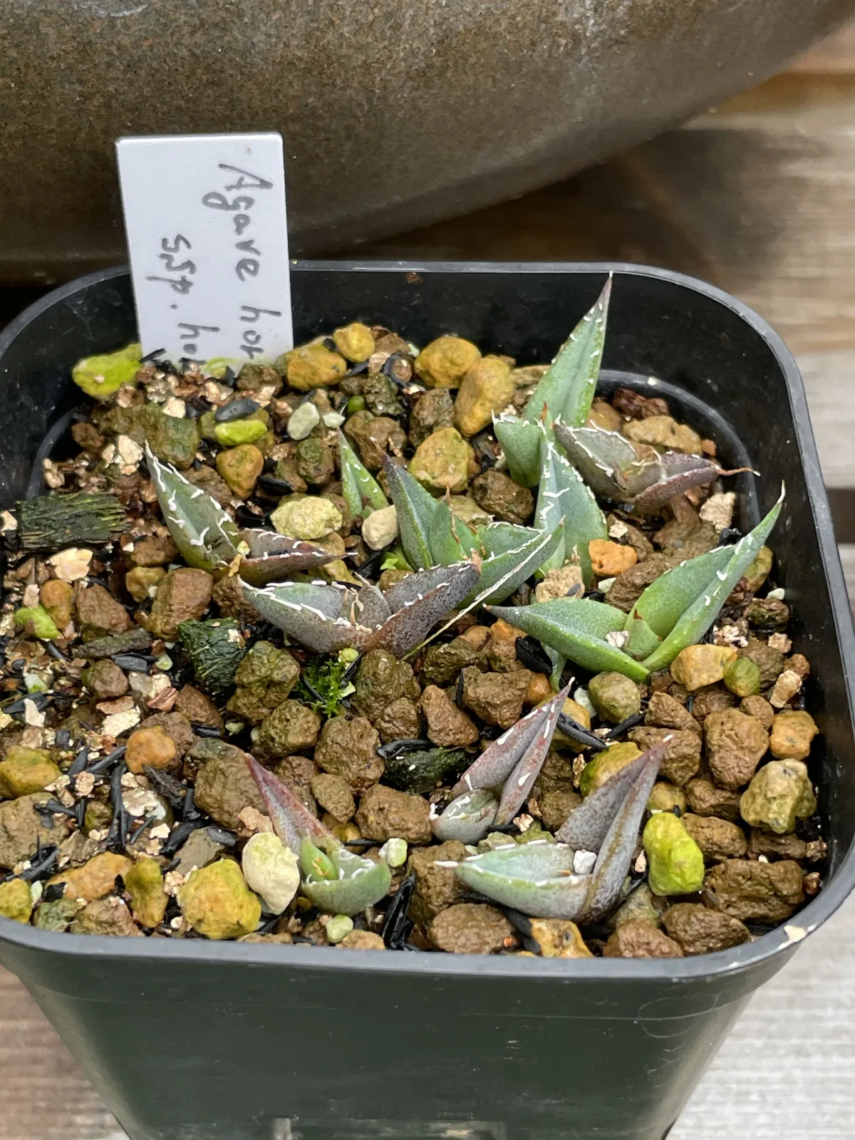 Agave horrida ssp. horrida (アガベ ホリダ)