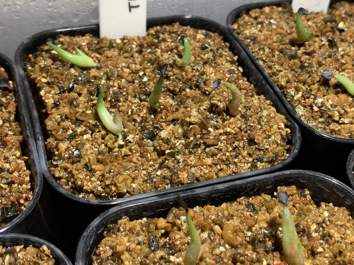 Agave titanota Blue Lot. (アガベ チタノタブルー)