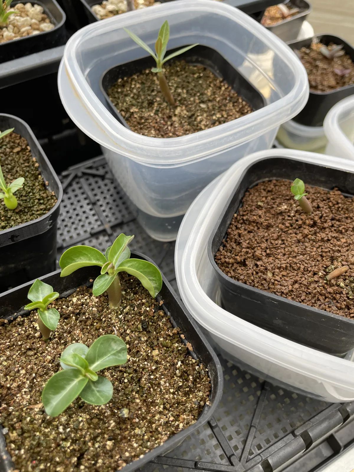 DHA Medusa Adenium DHA Medusa (アデニウム)
