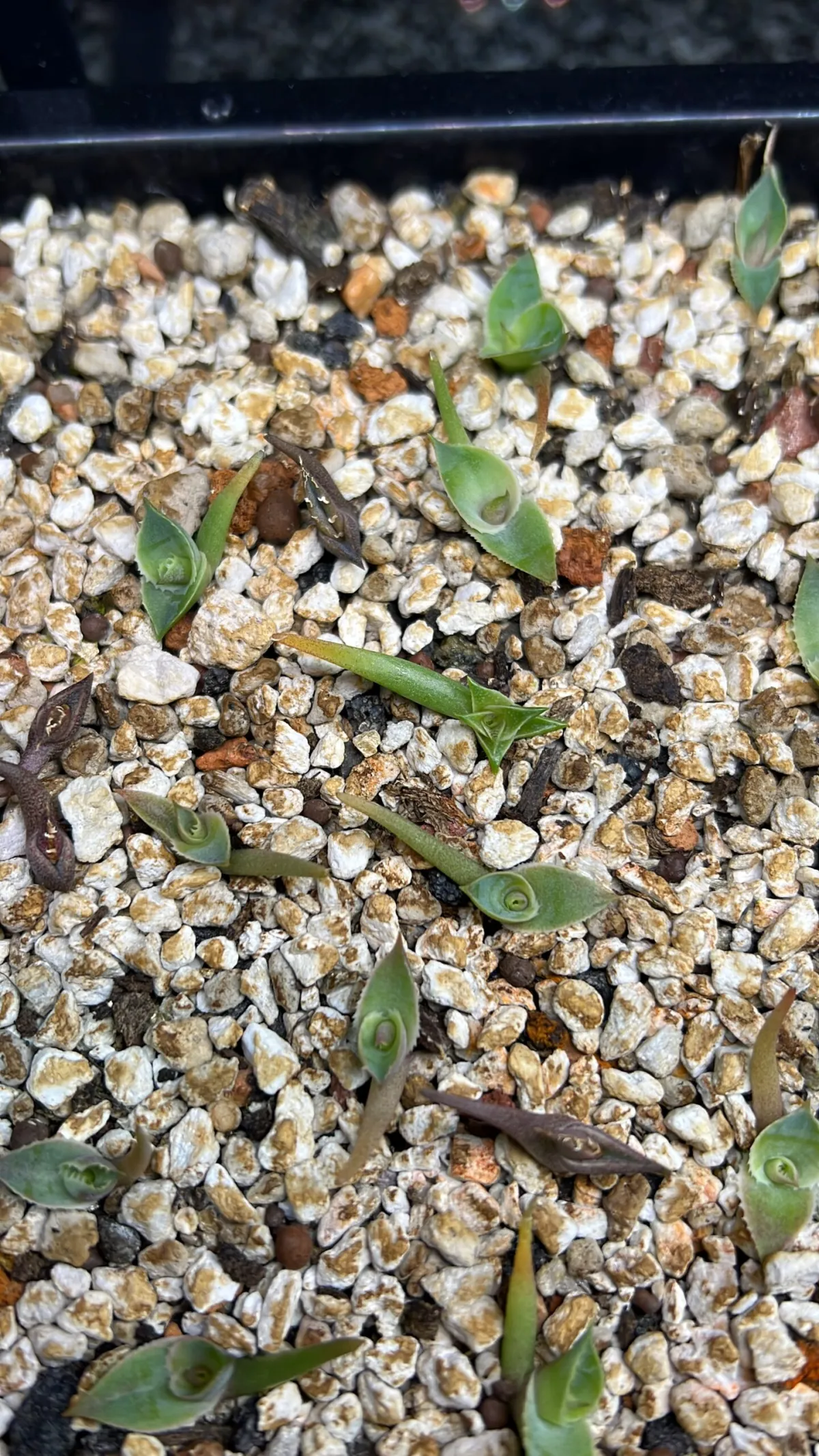 Agave oteroi Lot. (アガベ オテロイ)