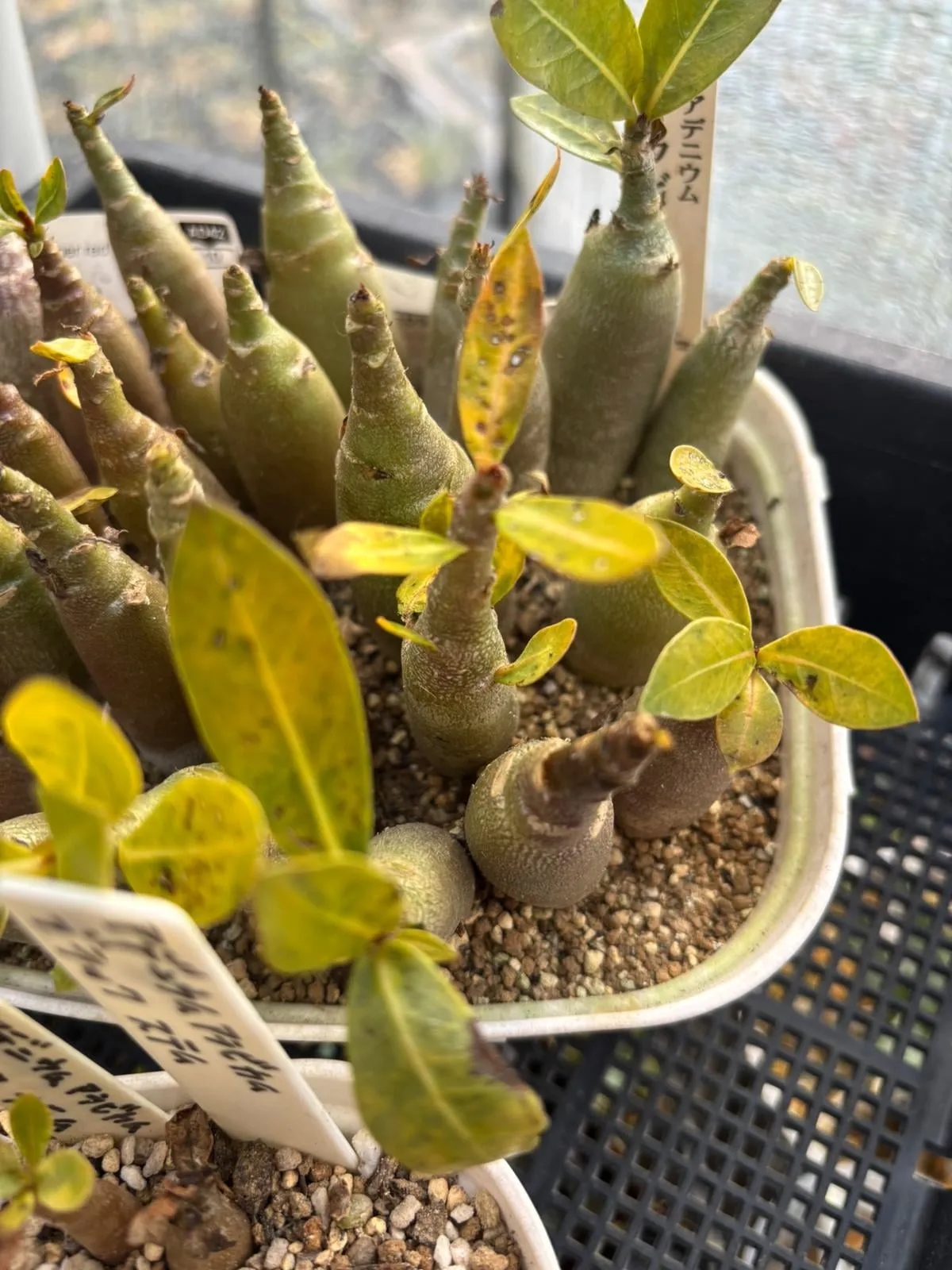 PNW Adenium arabicum phet na wang (アデニウム アラビカム)