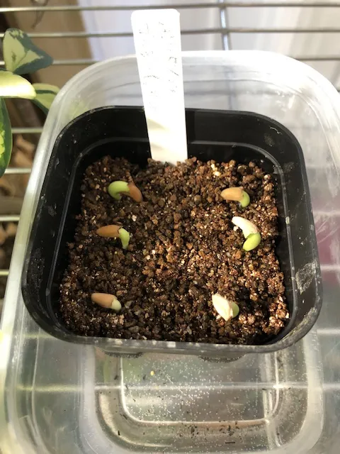 Adenium arabicum Godji hybrid (アデニウム アラビカムゴッジハイブリッド)
