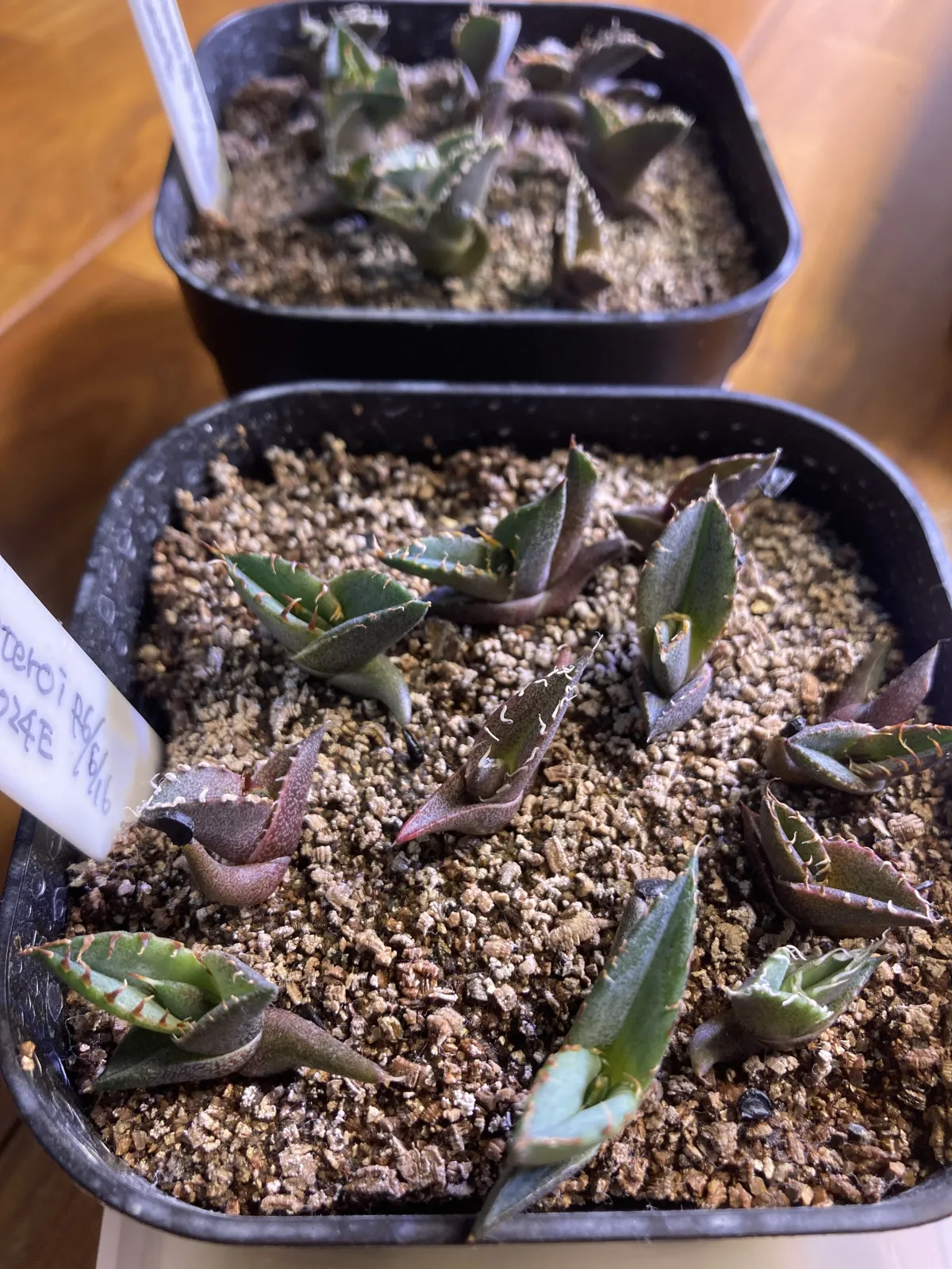 Agave oteroi Lot. (アガベ オテロイ)