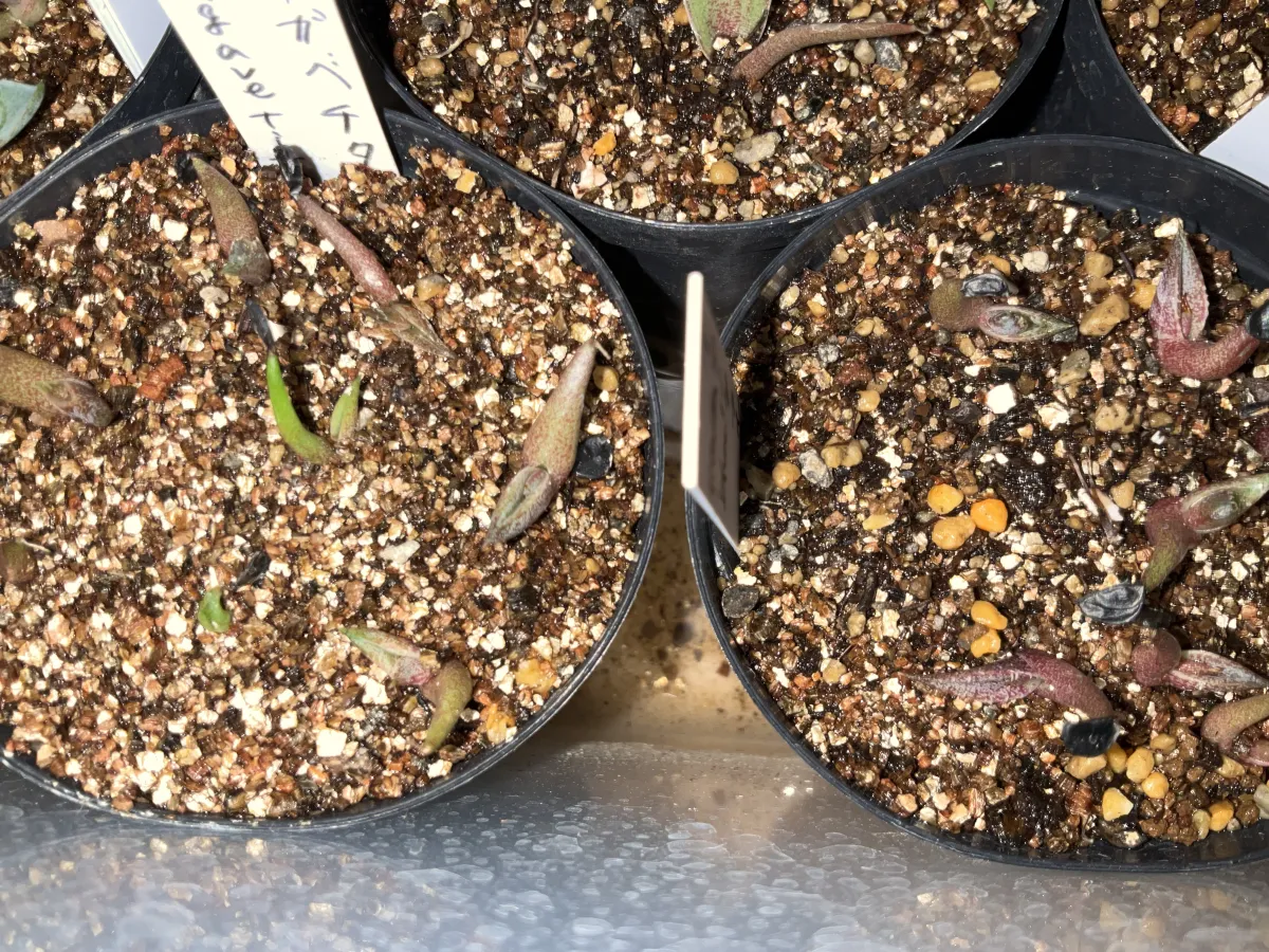 Agave titanota Blue Lot. (アガベ チタノタブルー)