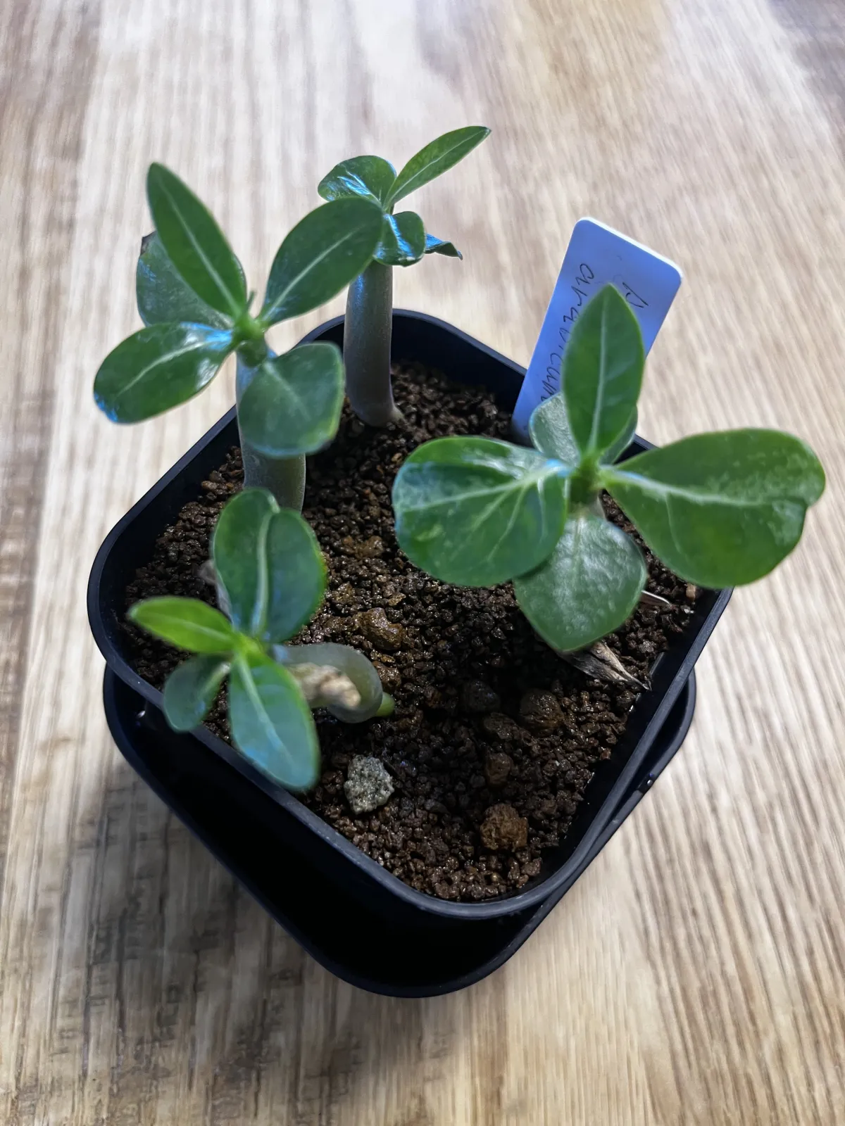YLB Adenium arabicum Yak Lop Buri (アデニウム アラビカム)