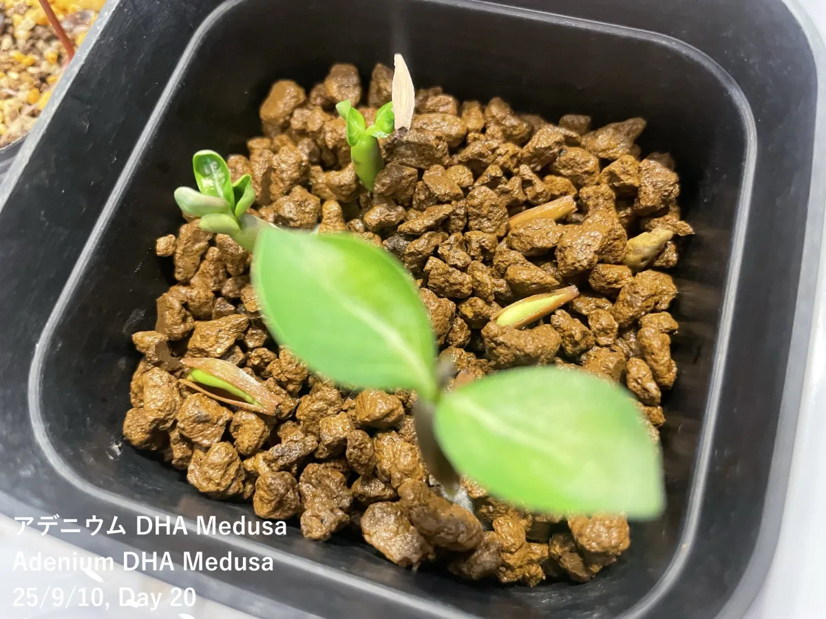 DHA Medusa Adenium DHA Medusa (アデニウム)