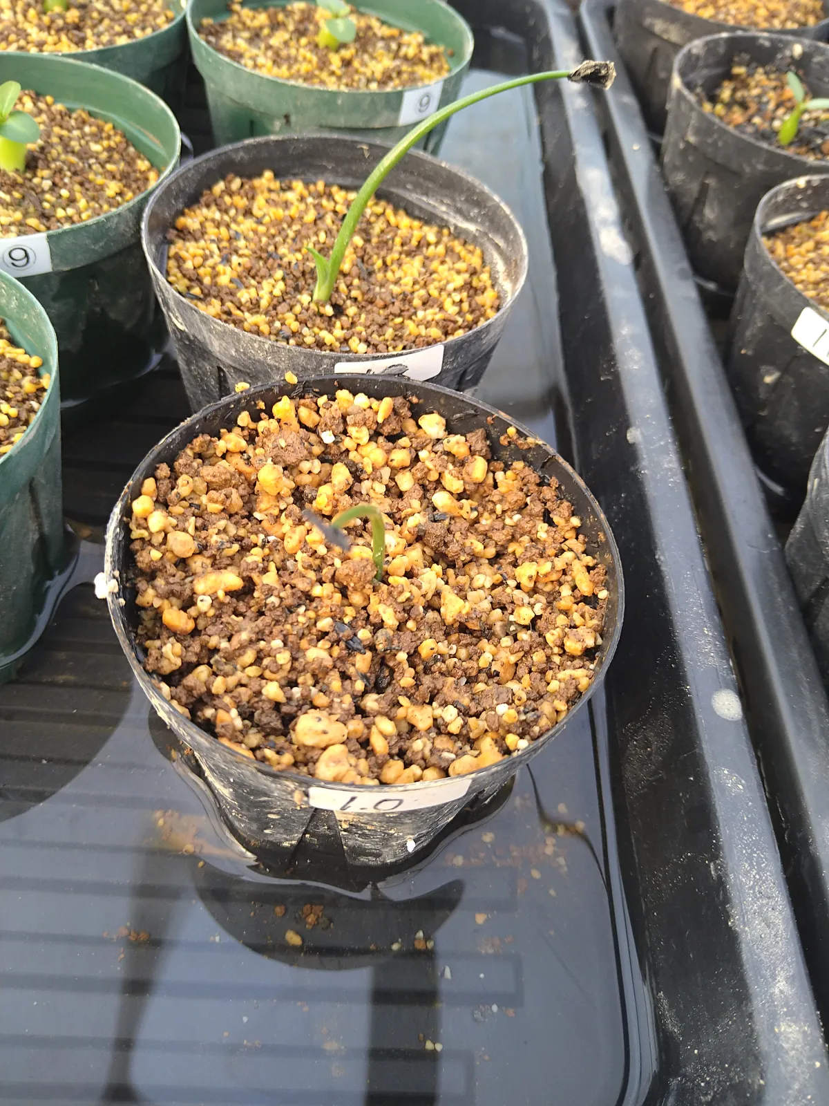 Agave inaequidens ssp. inaequidens (アガベ インアクイデンス)