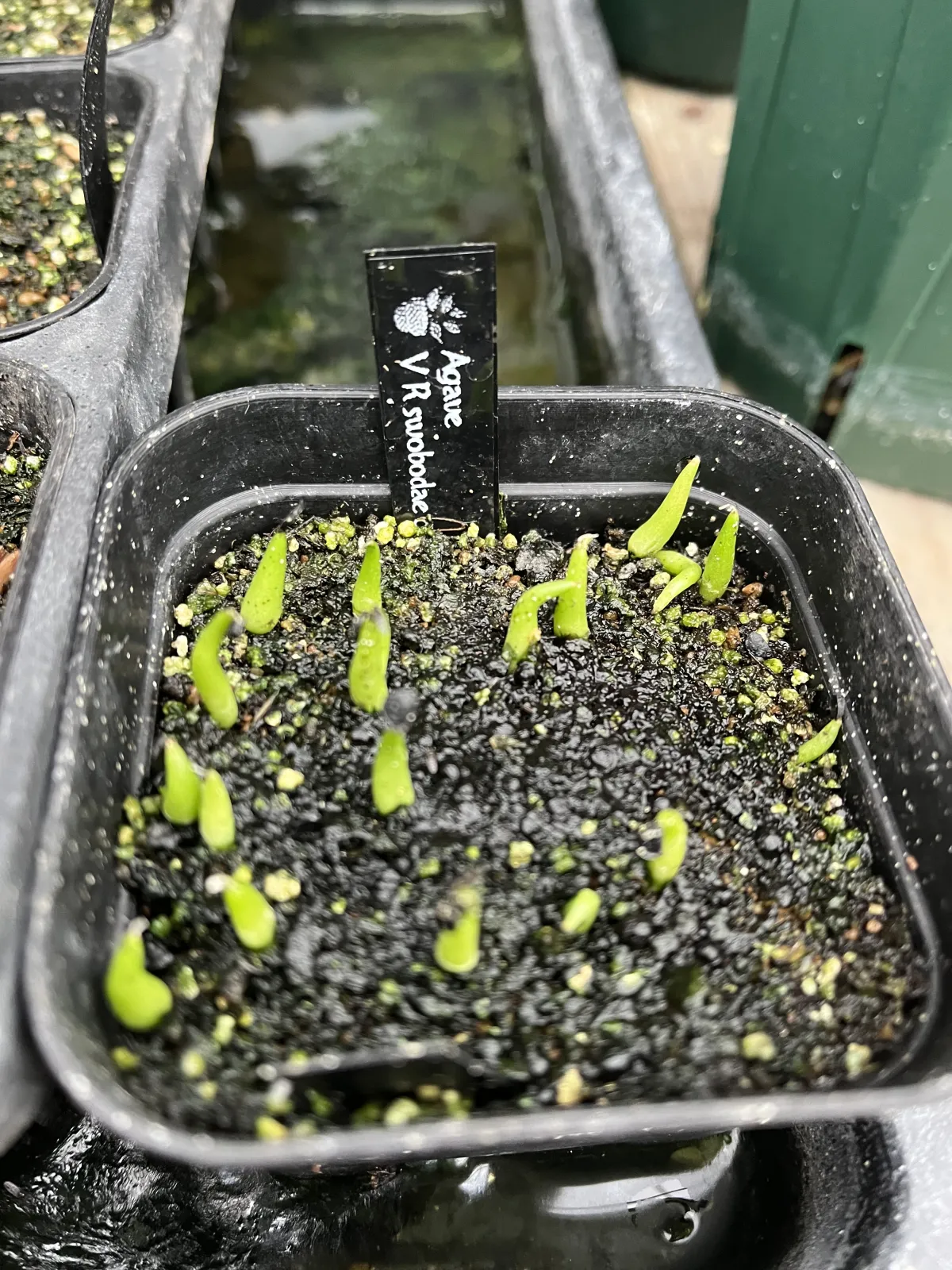 Agave victoriae-reginae ssp. swobodae (アガベ ビクトリアレジーナ スワボダエ)