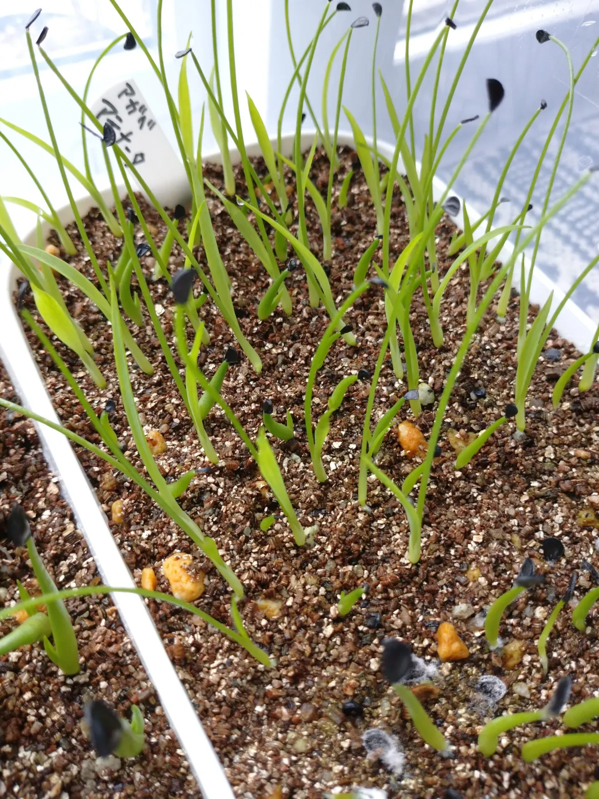 Agave attenuata (アガベ アテナータ)