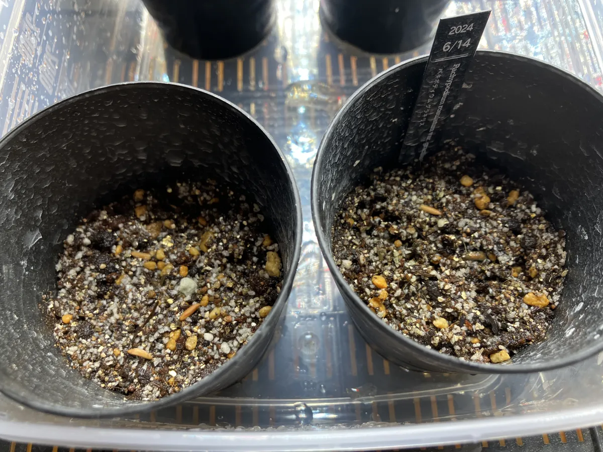 Pachypodium rosulatum var. gracilius ([無料種子] 発芽難 パキポディウム グラキリス　)