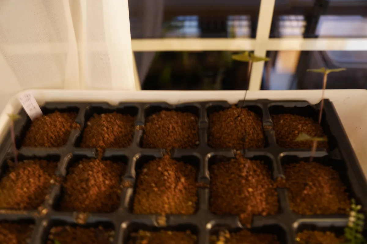 Dioscorea elephantipes Lot. (ディオスコレア エレファンティペス)