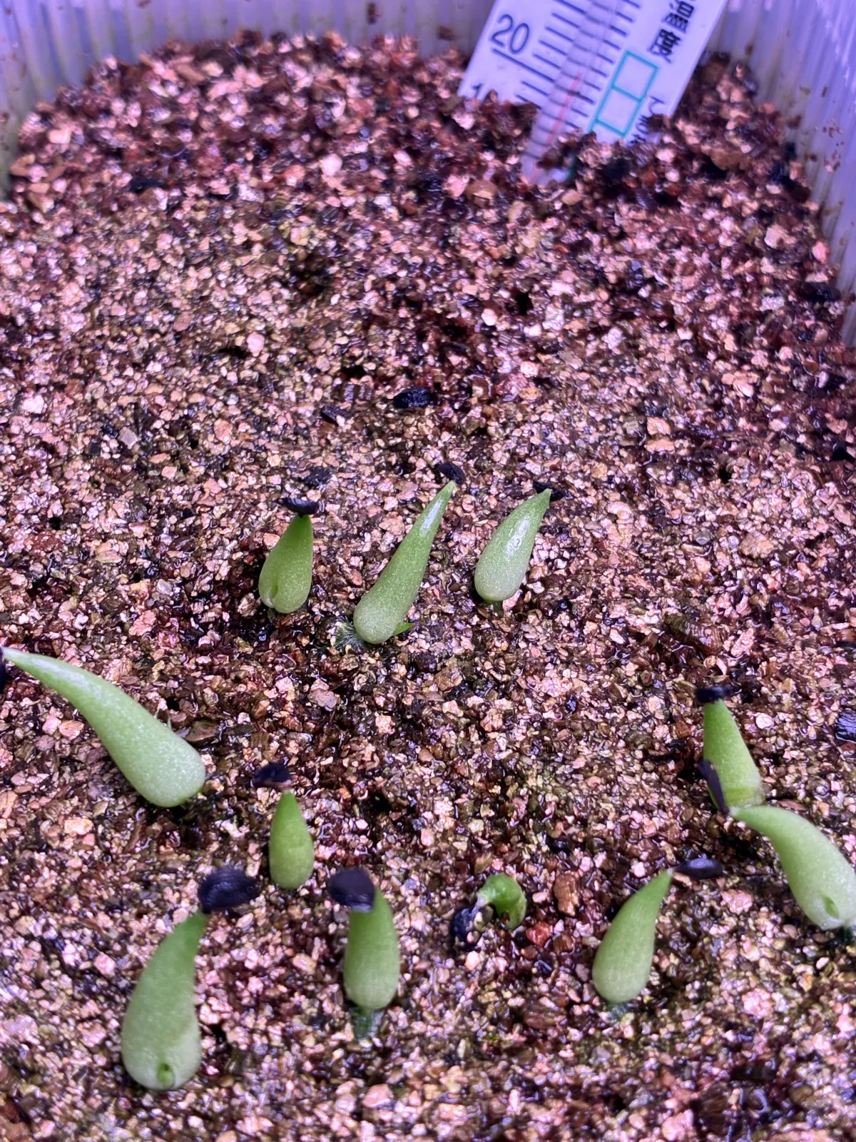 Agave victoriae-reginae (アガベ バスタマンテ)