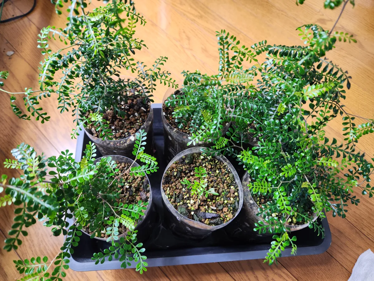 Operculicarya pachypus Lot. (オペルクリカリア パキプス)