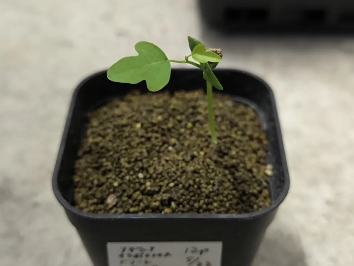 Adenia olaboensis var. green trunk (アデニア オラボエンシス グリーントランク)