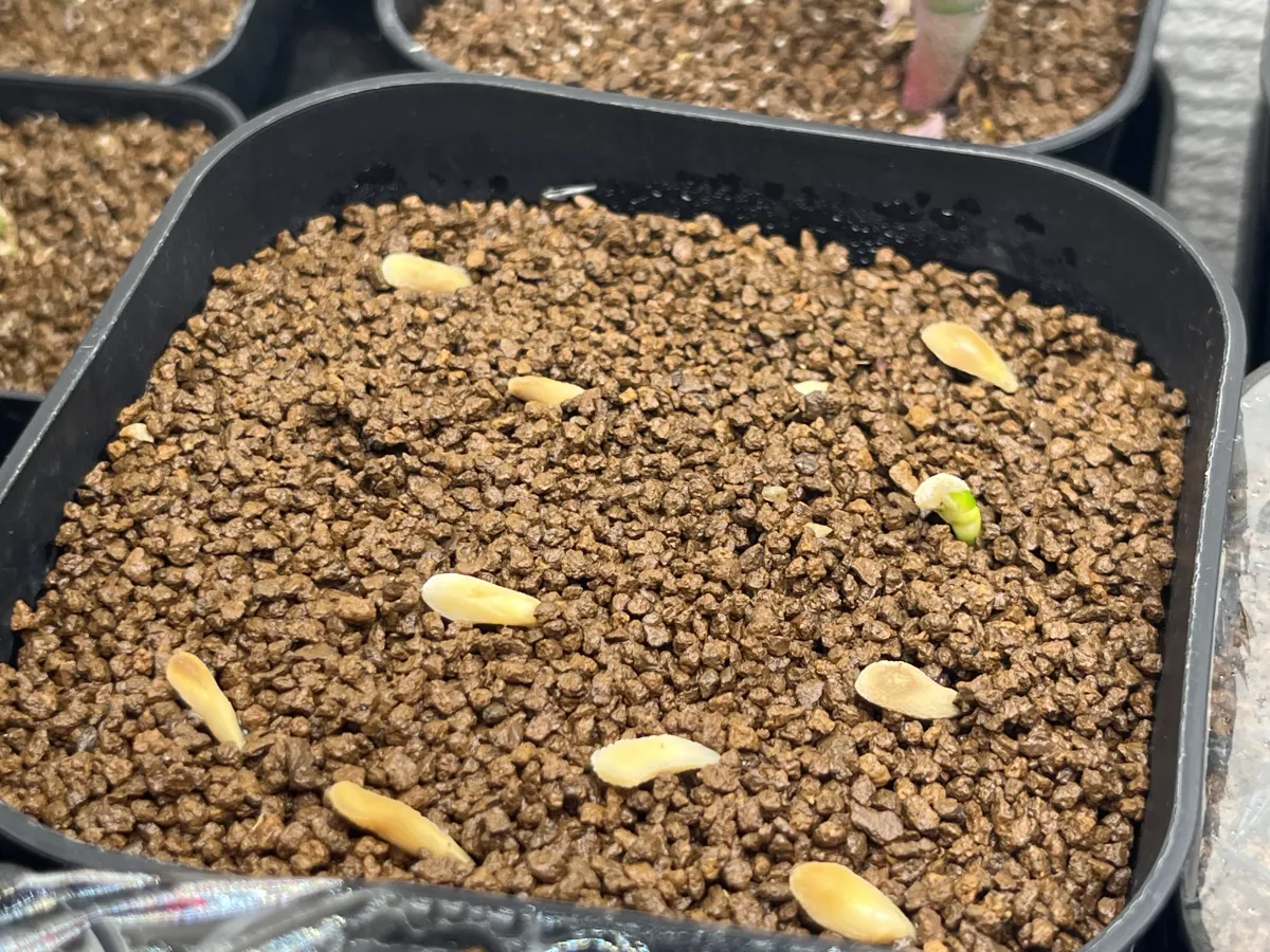 Pachypodium lamerei Fiherense (パキポディウム フィヘレンセ)