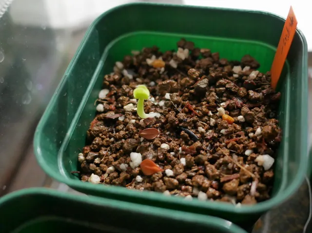 Pachypodium saundersii (パキポディウム サンデルシー)
