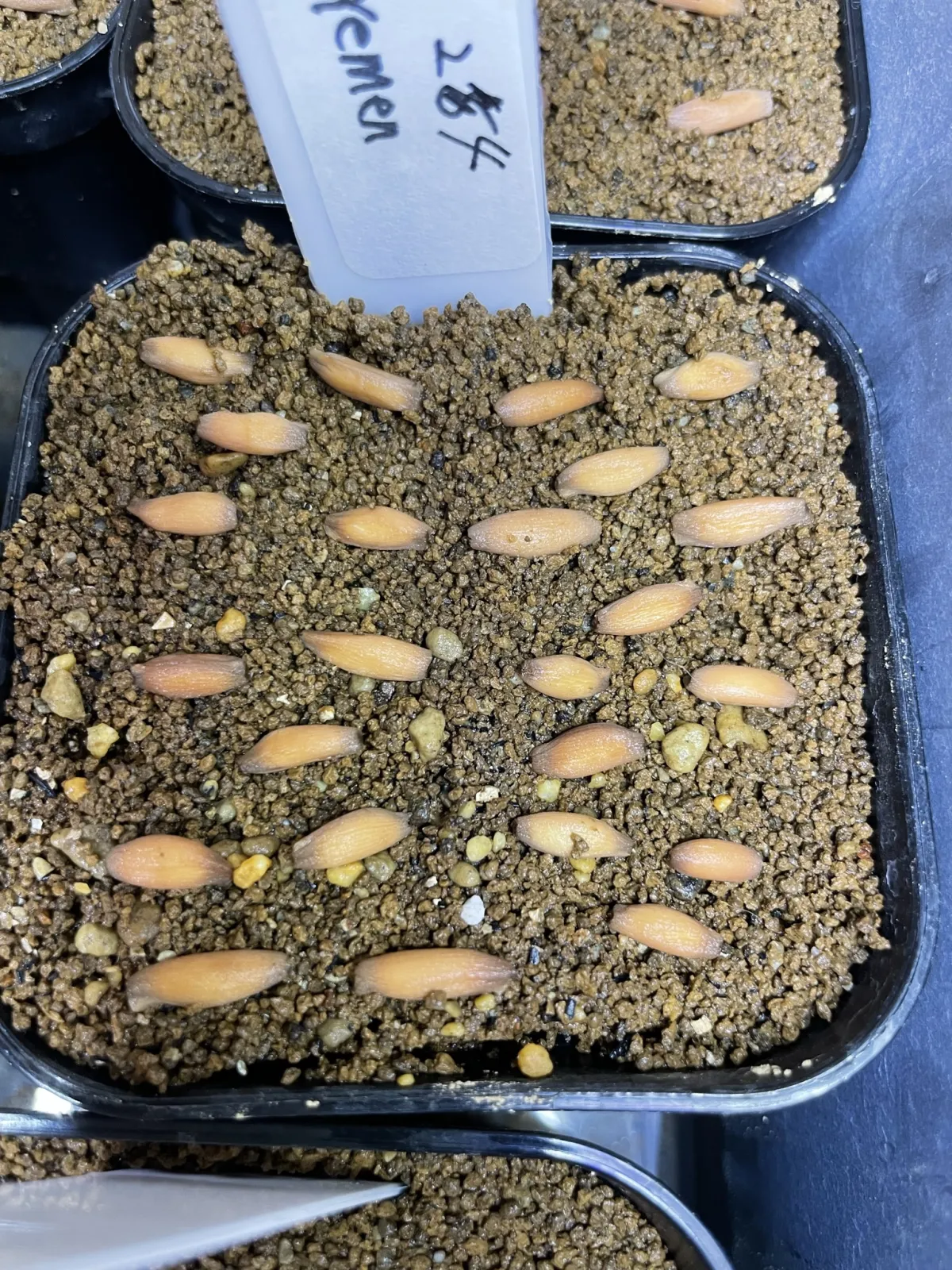 Adenium arabicum Yemen (アデニウム アラビカム イエメン)