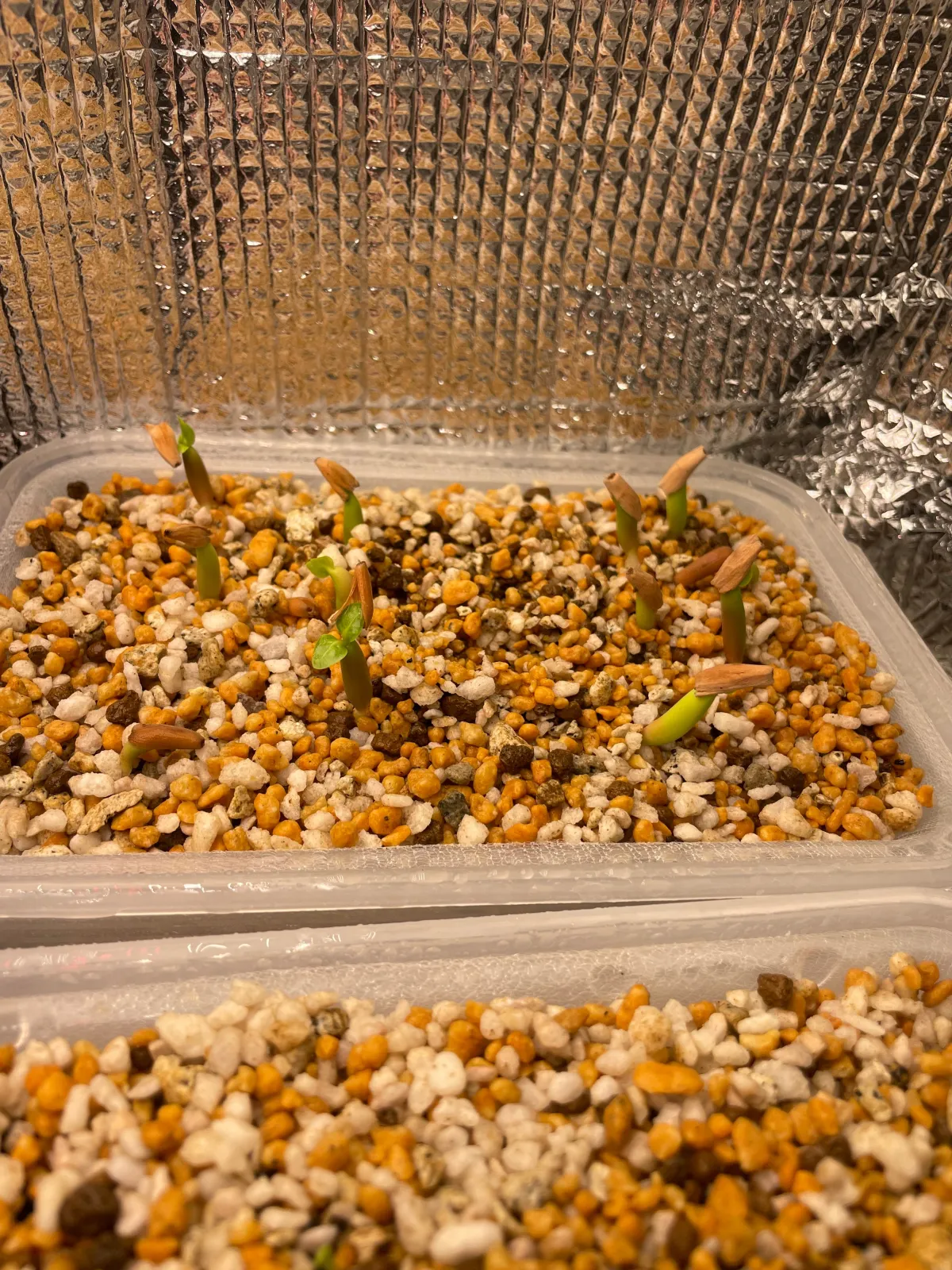 PNW Adenium arabicum phet na wang (アデニウム アラビカム)