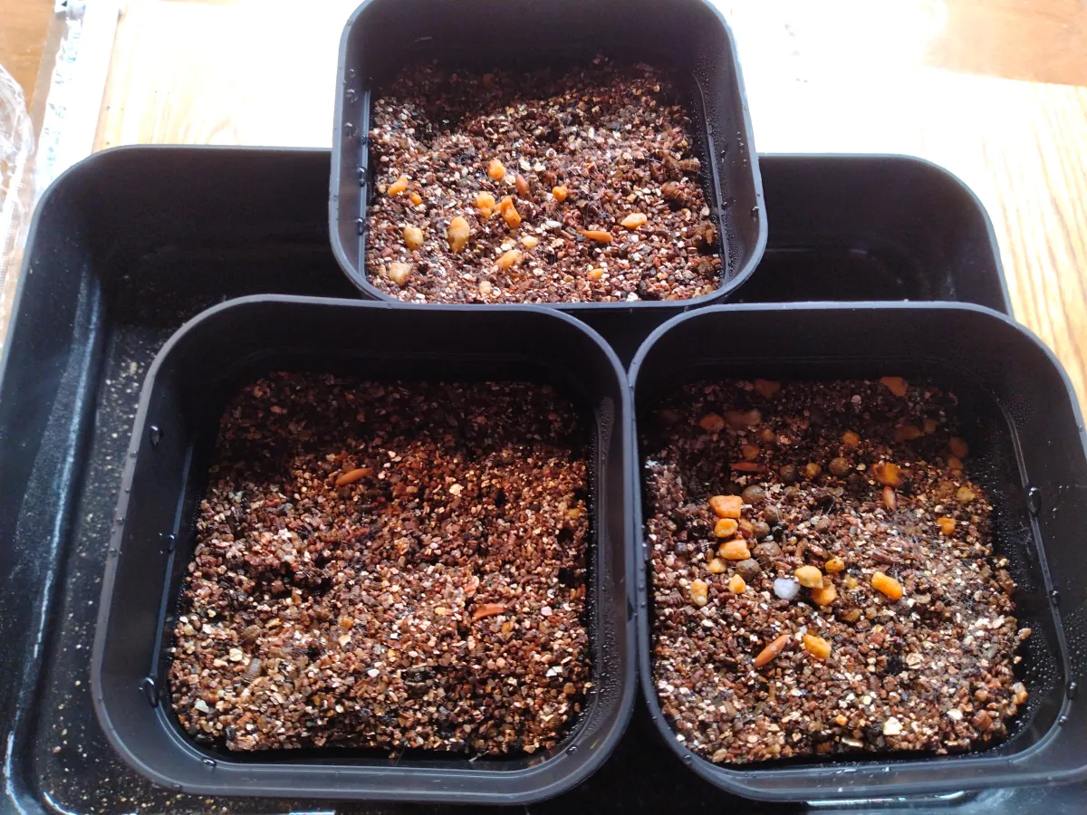 Pachypodium rosulatum var. gracilius ([無料種子] 発芽難 パキポディウム グラキリス　)