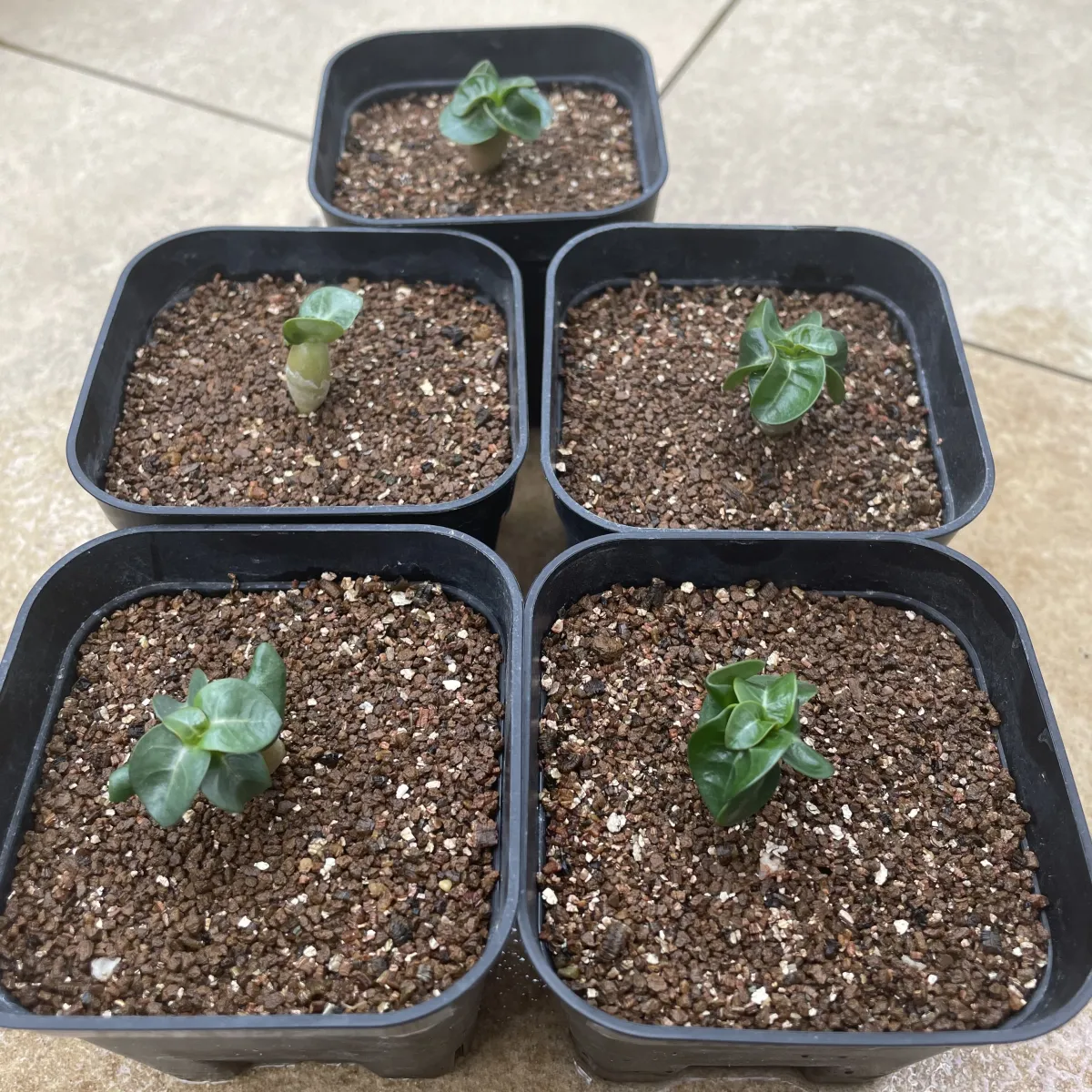 DHA PPL Adenium DHA PPL (アデニウム)