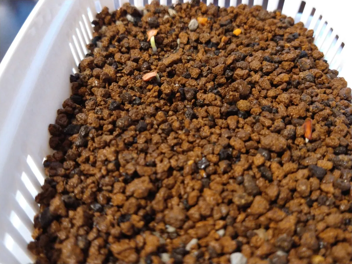 Pachypodium saundersii (パキポディウム サンデルシー)