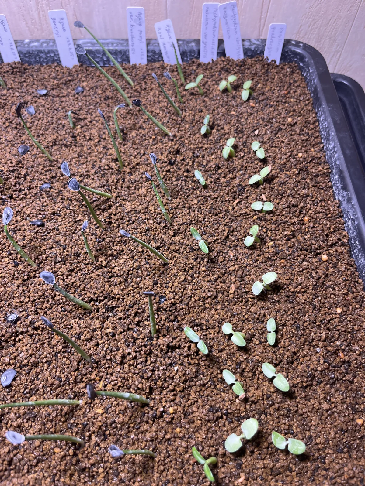 Agave sp. (アガベ アズールモントレー)