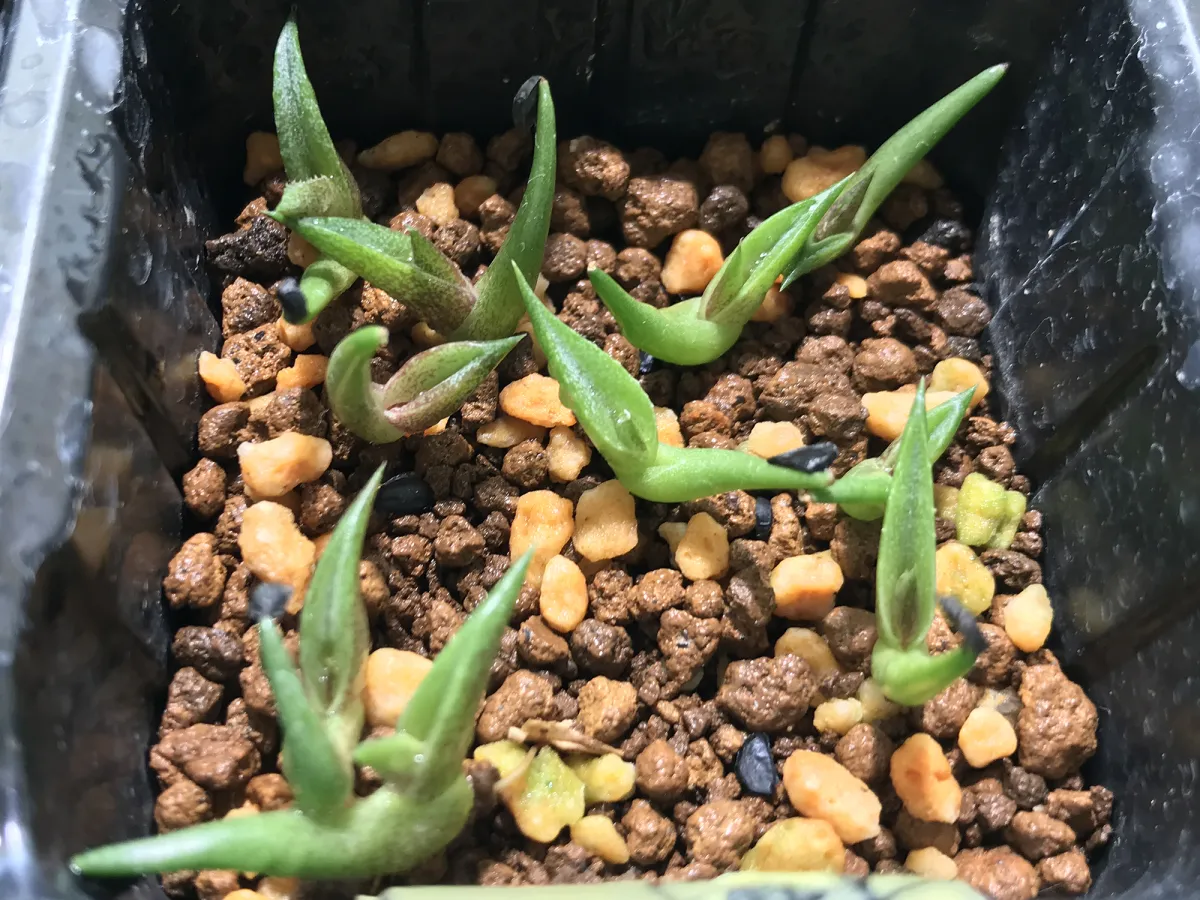 Agave oteroi Lot. (アガベ オテロイ)