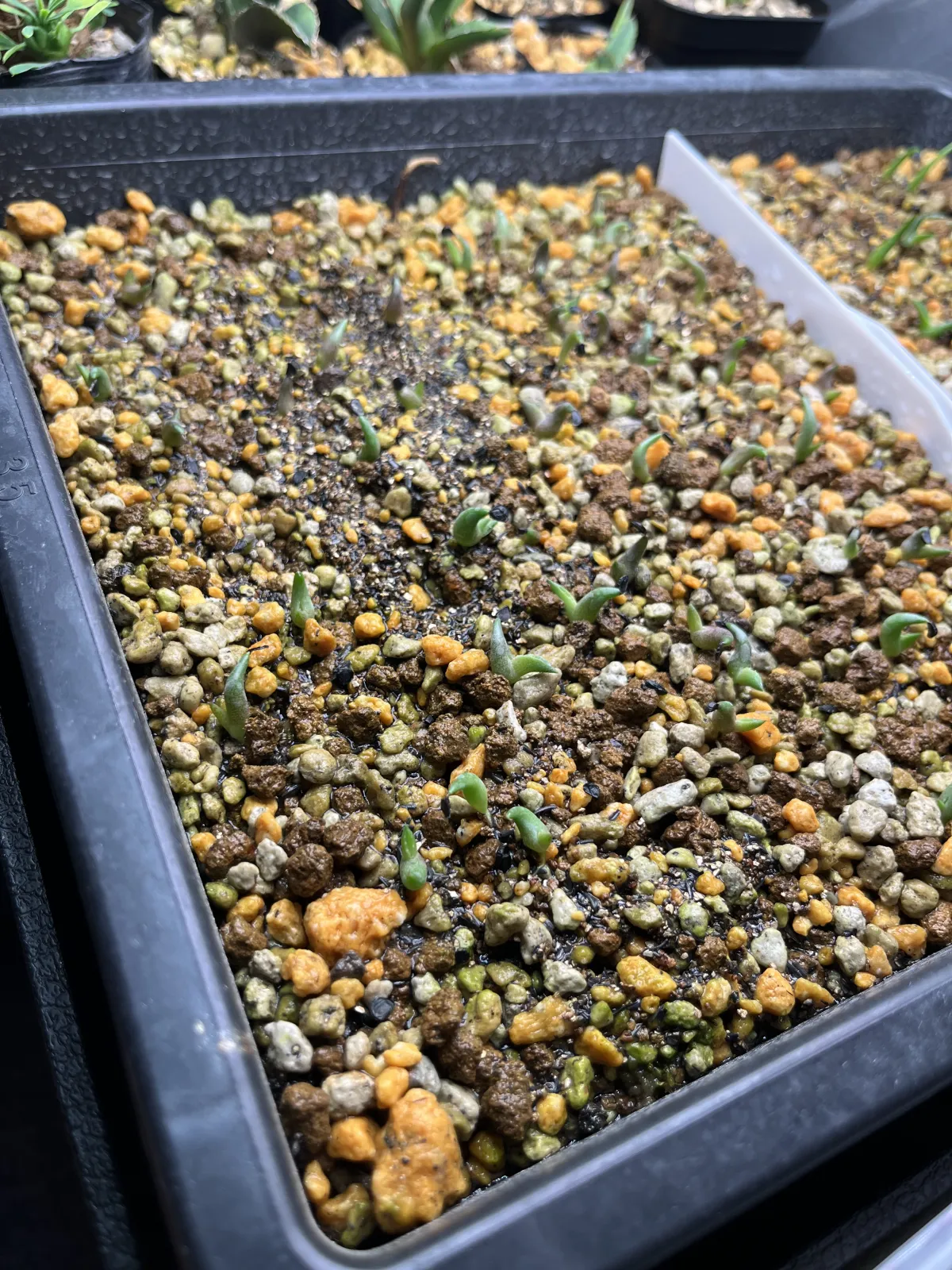 Agave oteroi Lot. (アガベ オテロイ)