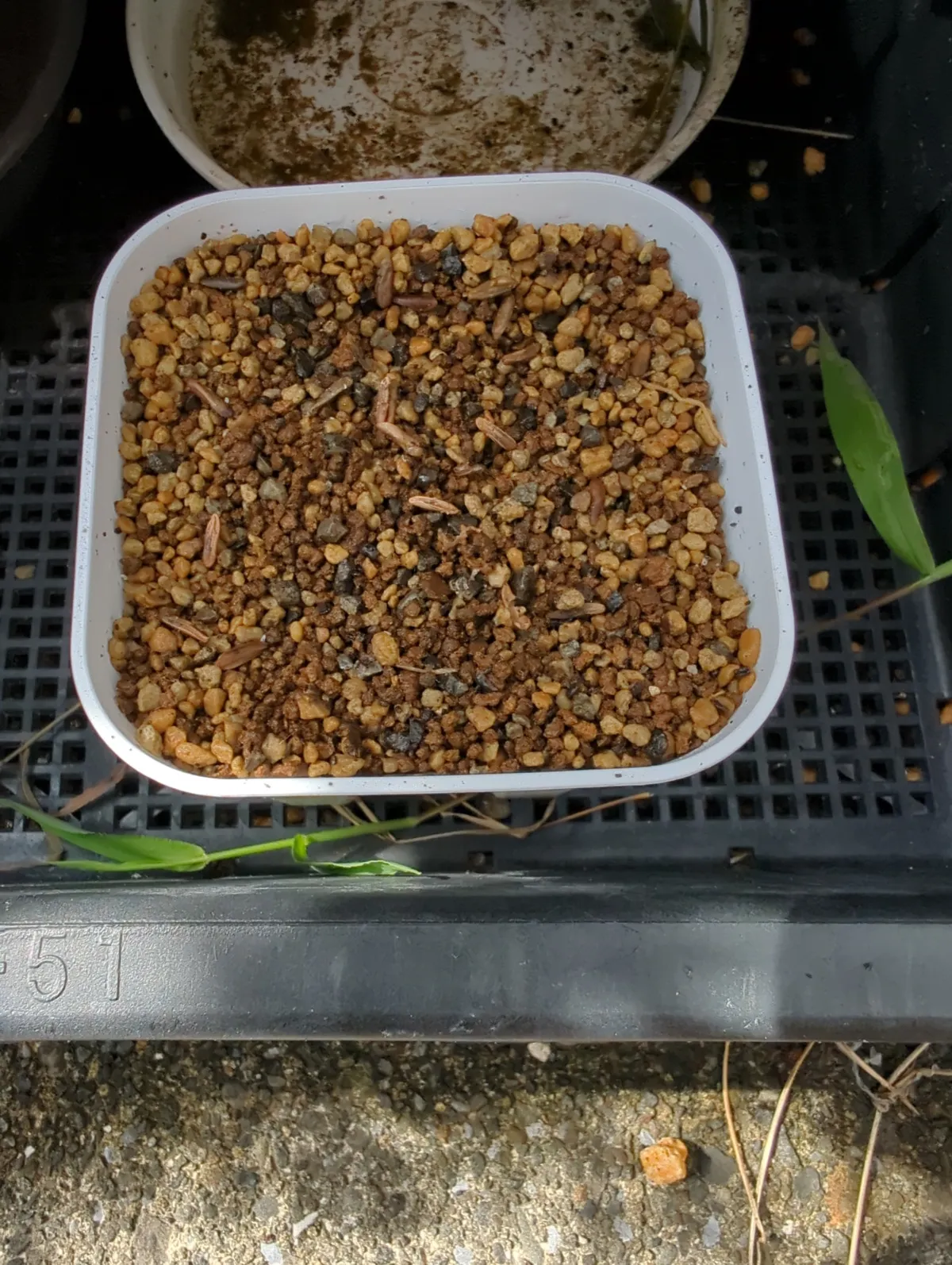 Pachypodium rosulatum var. gracilius ([無料種子] 発芽難 パキポディウム グラキリス　)