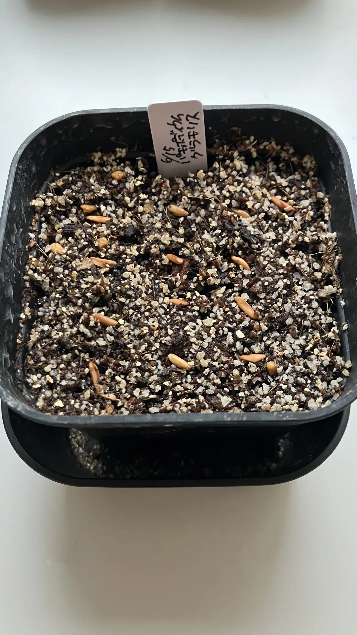 Pachypodium rosulatum var. gracilius ([無料種子] 発芽難 パキポディウム グラキリス　)