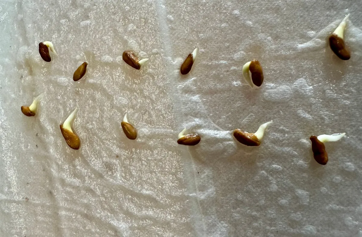 Pachypodium succulentum (パキポディウム サキュレンタム)