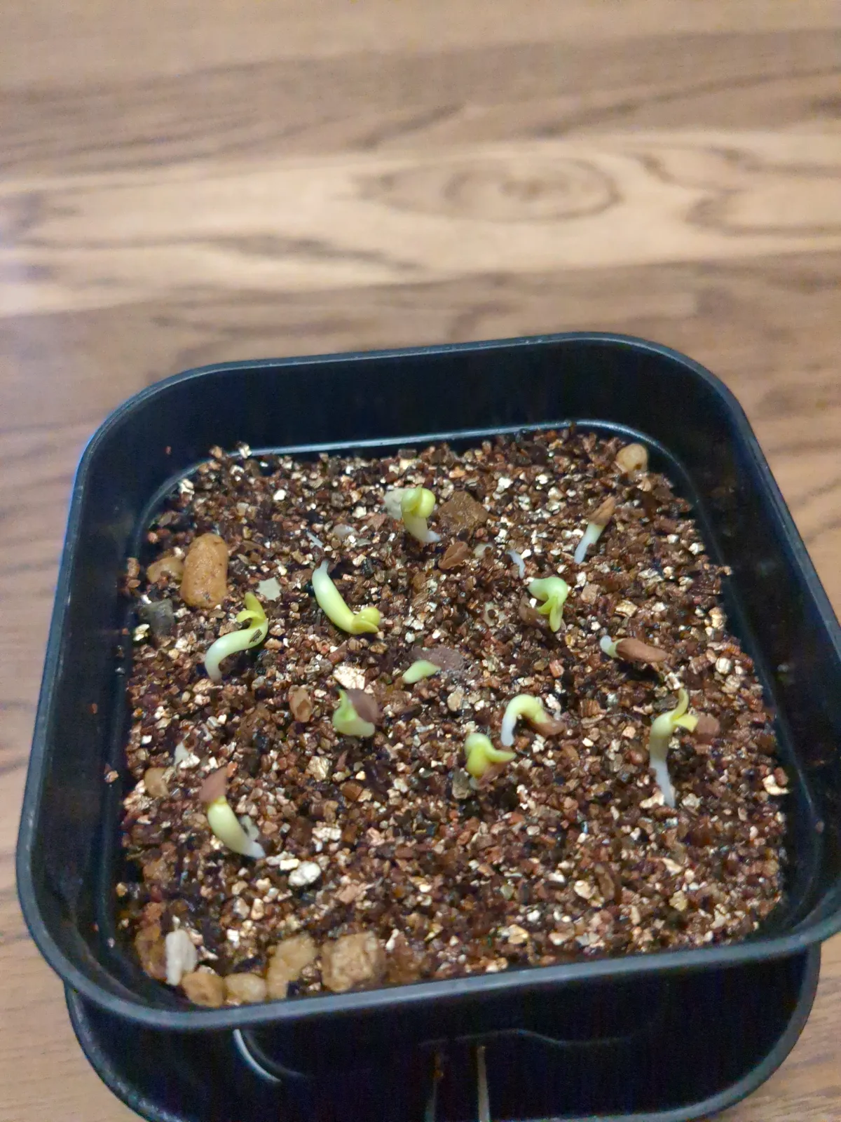 Pachypodium succulentum (パキポディウム サキュレンタム)