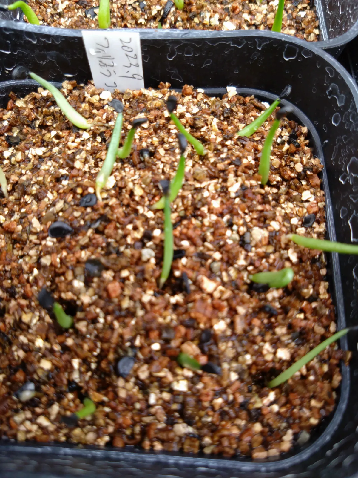 Agave filifera var. compacta (アガベ フィリフェラコンパクタ)