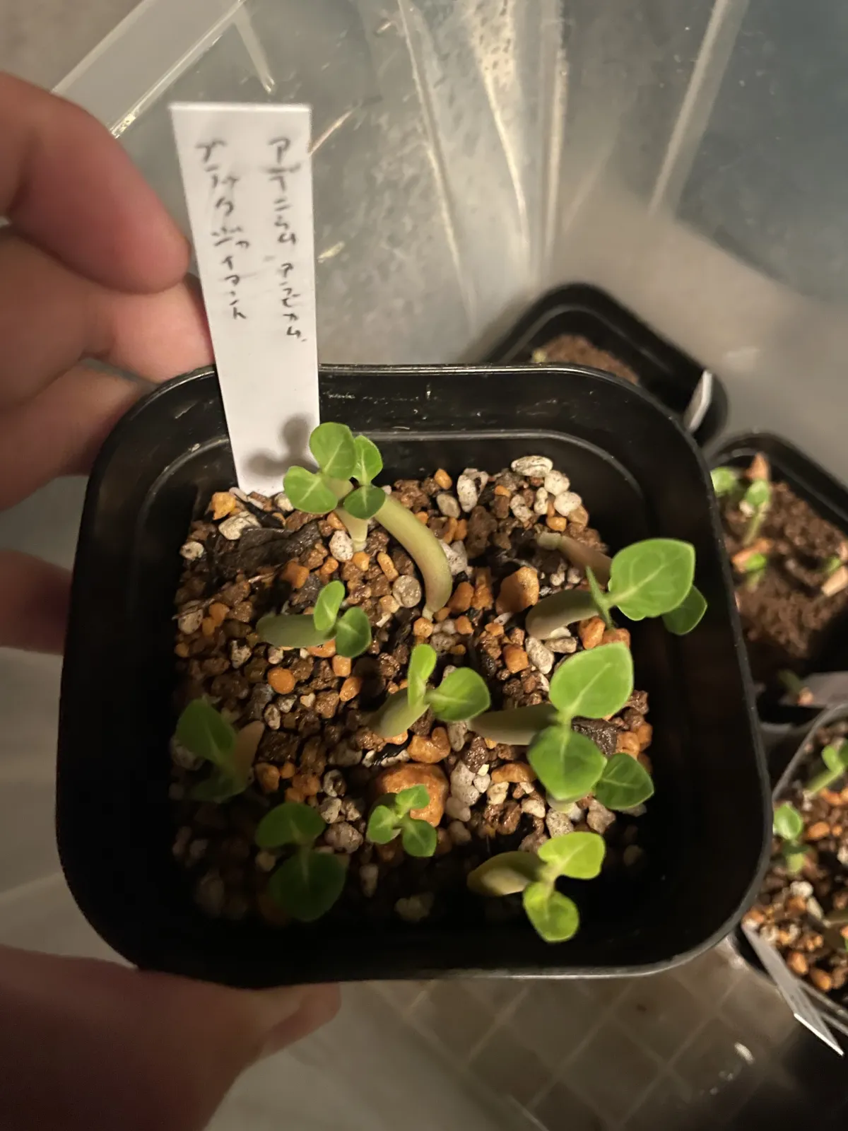 Adenium arabicum black giant (アデニウム アラビカム ブラックジャイアント)