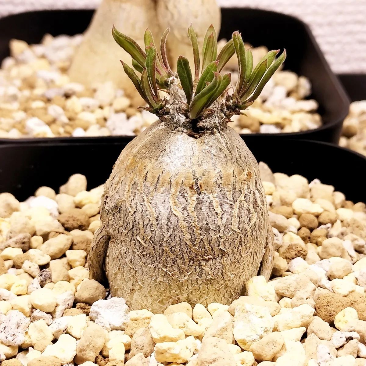 Pachypodium succulentum (パキポディウム サキュレンタム)