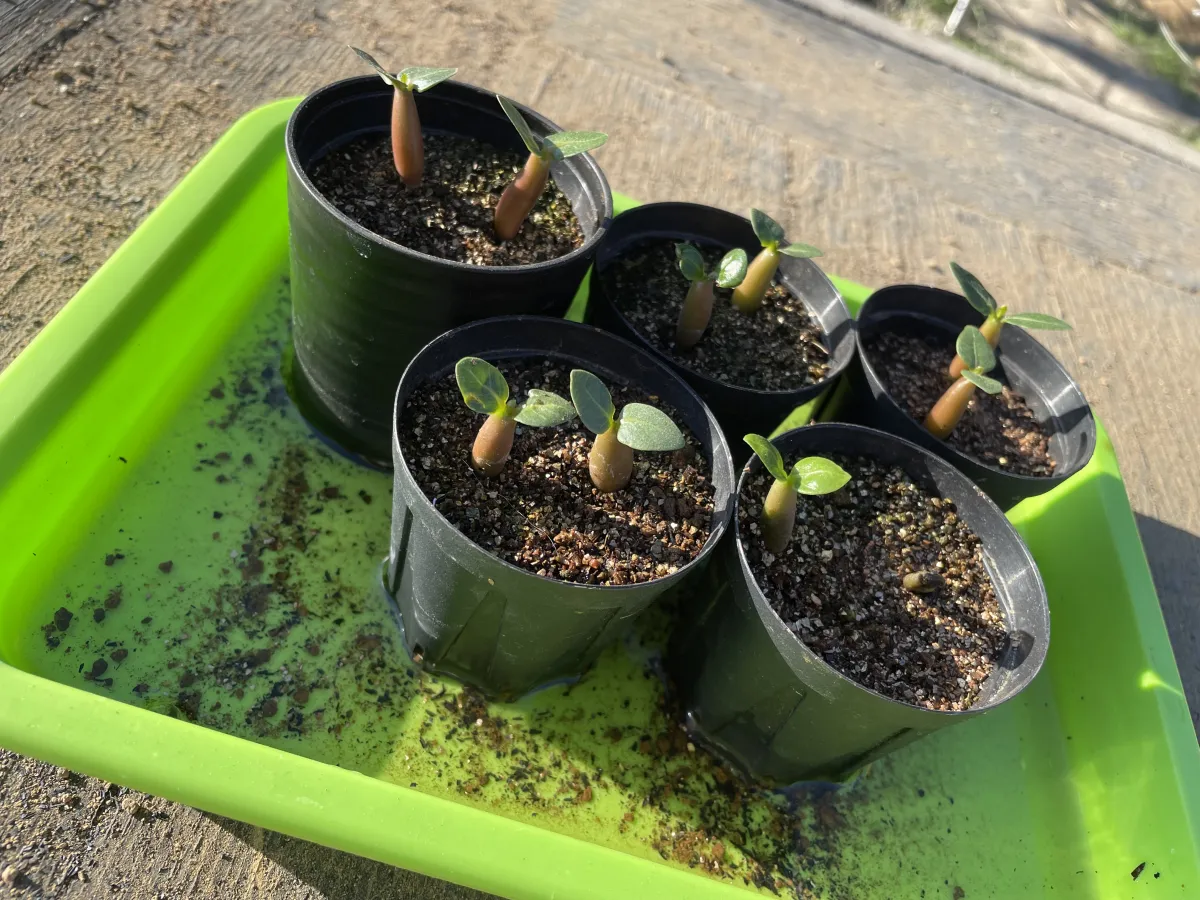 YLB Adenium arabicum Yak Lop Buri (アデニウム アラビカム)