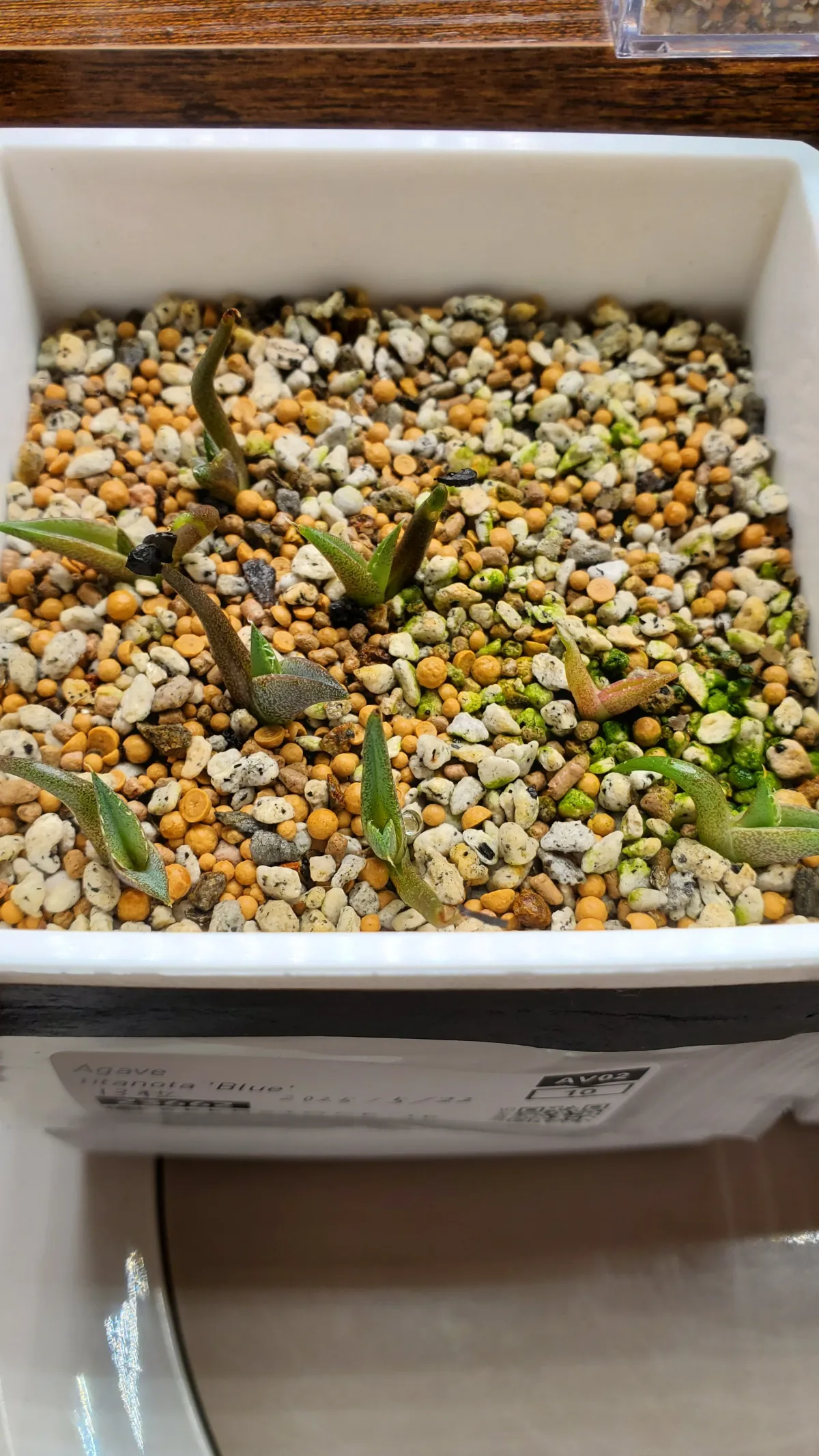 Agave titanota Blue Lot. (アガベ チタノタブルー)