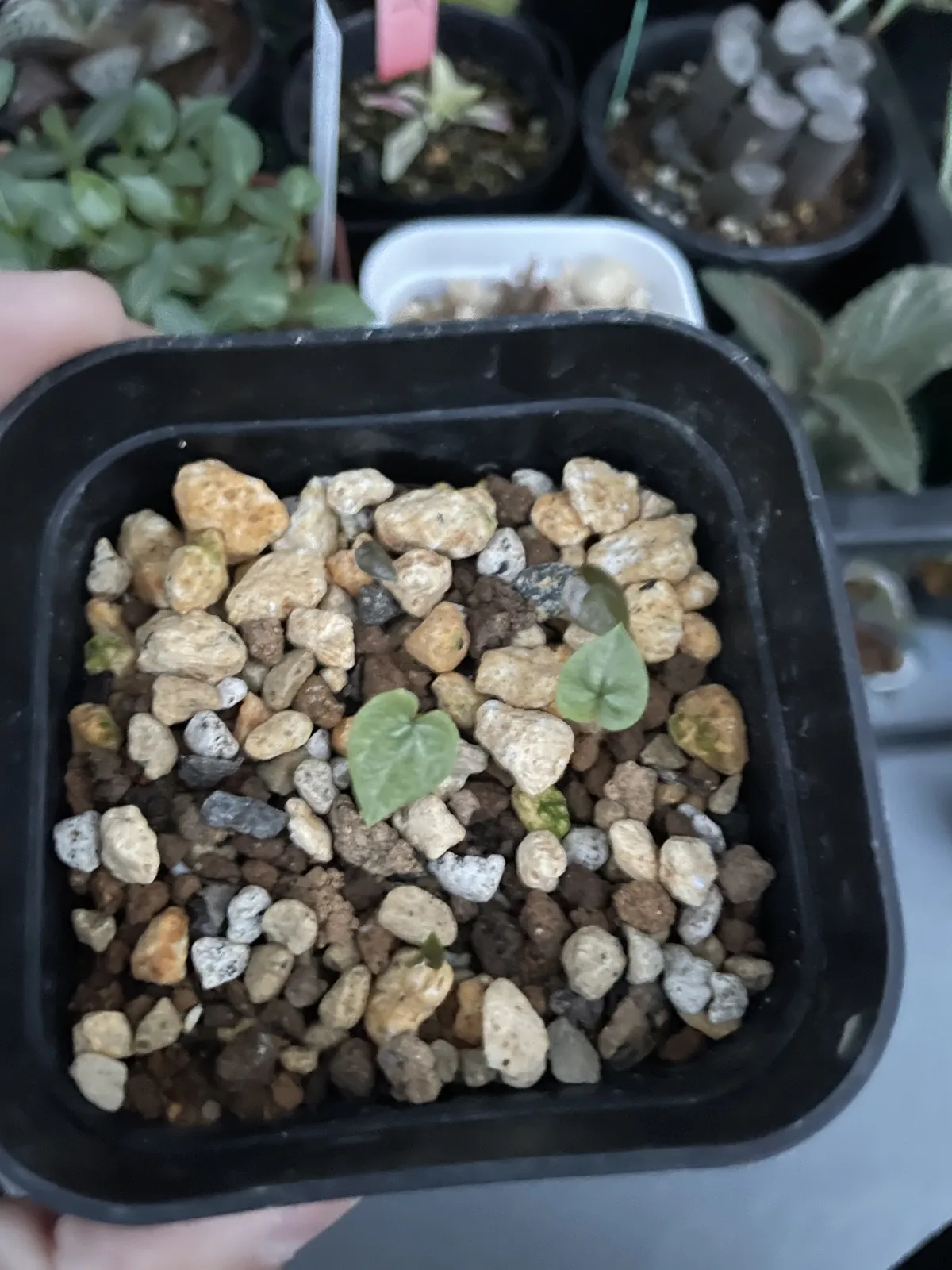 Dioscorea elephantipes Lot. (ディオスコレア エレファンティペス)
