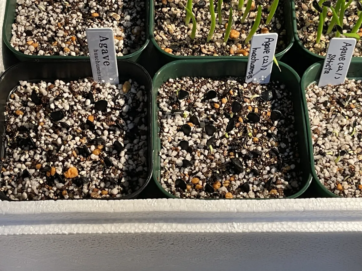Agave parryi var. huachusensis (アガベ フアチュセンシス)