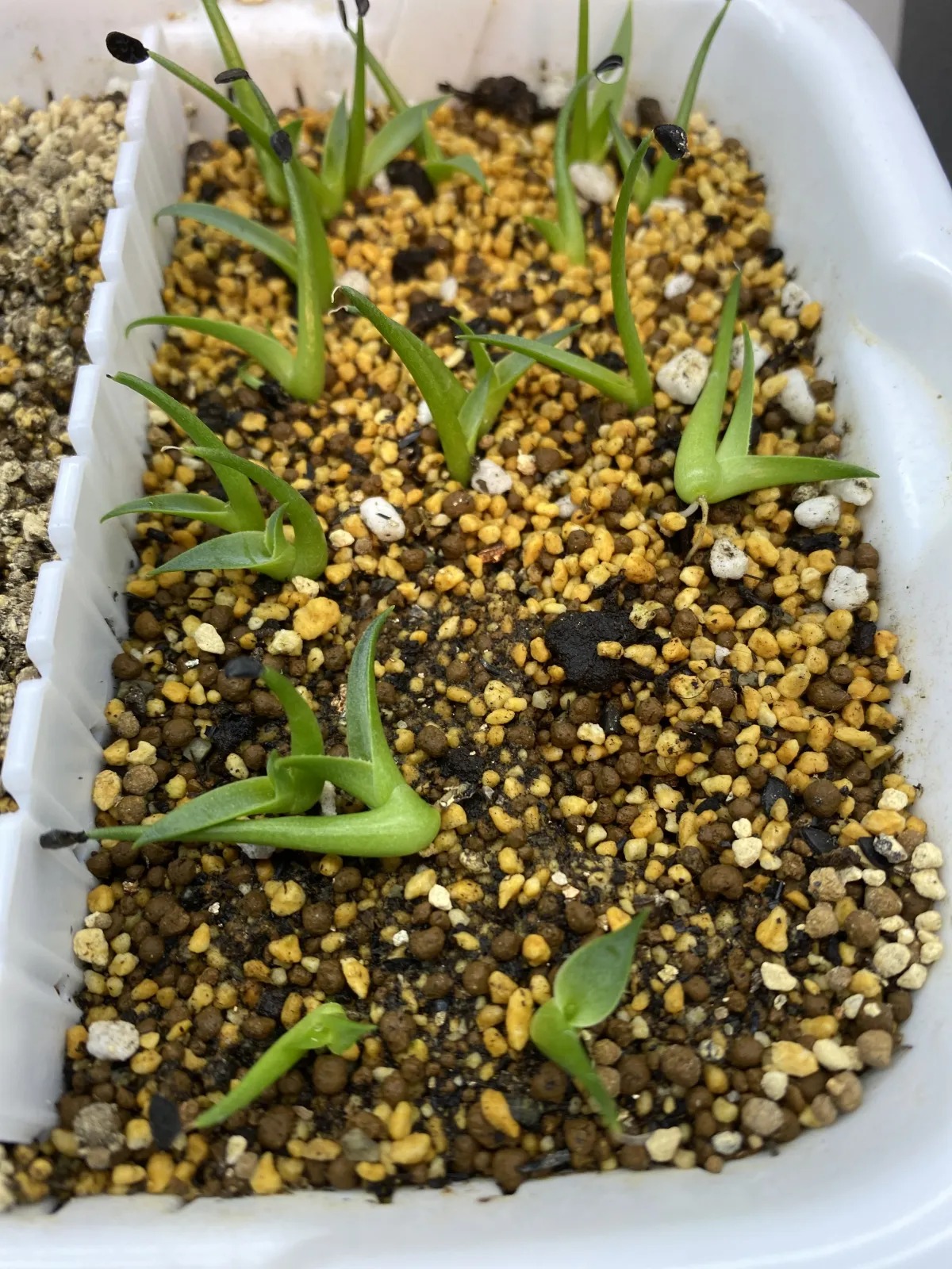 Agave utahensis var. eborispina Vegas (アガベ エボリスピナ ヴェガス)