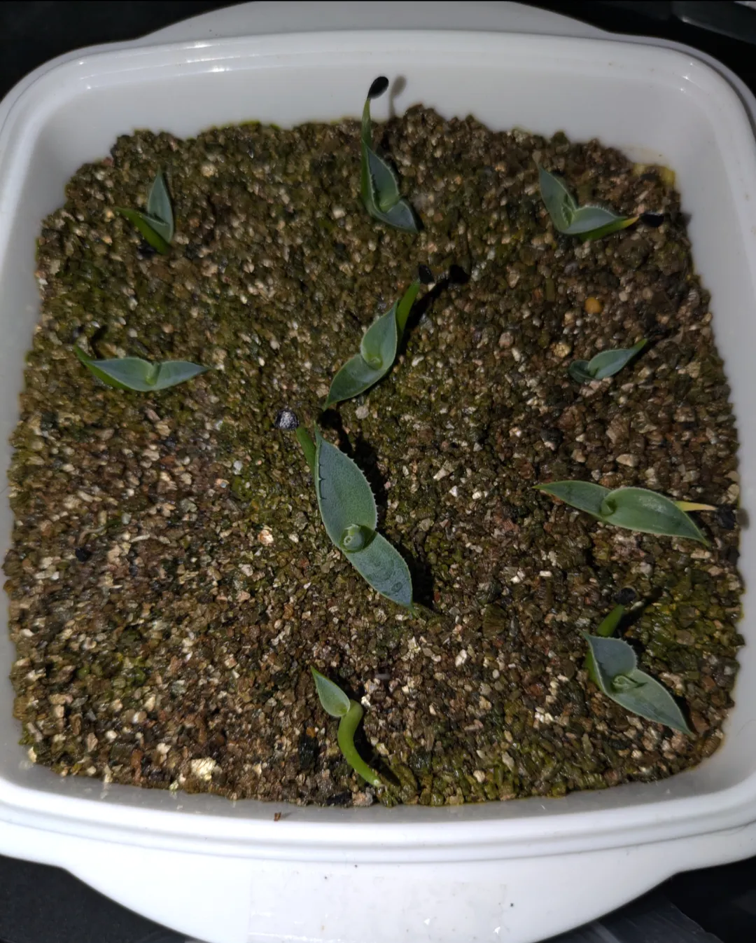 Agave utahensis var. eborispina (アガベ エボリスピナ ヘイフォード)
