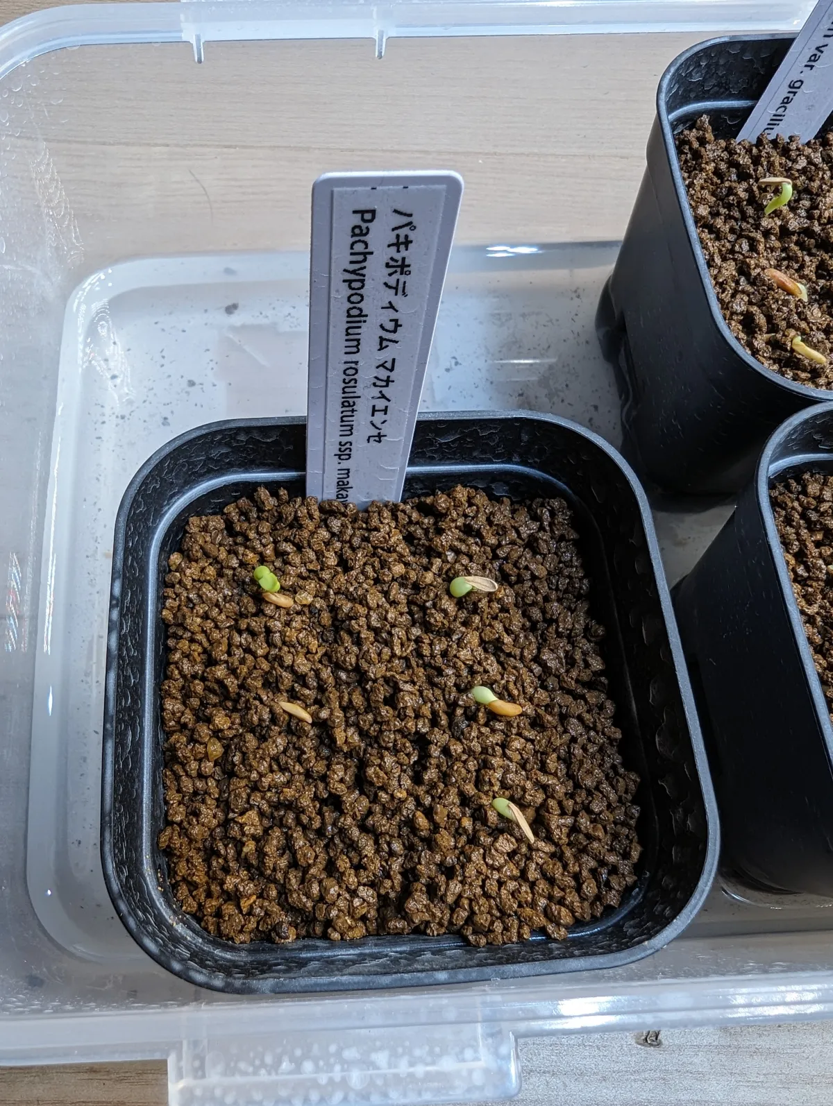 Pachypodium rosulatum ssp. makayense (パキポディウム マカイエンセ)