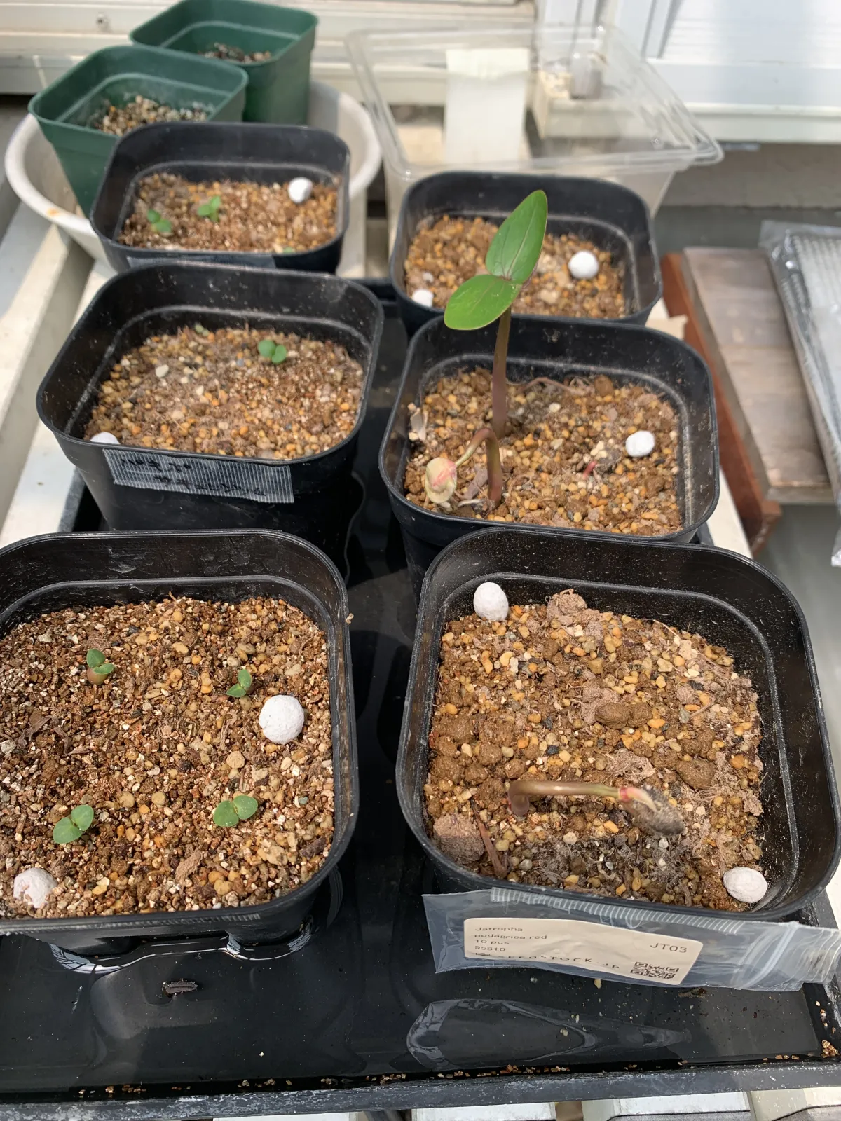 Pachypodium succulentum (パキポディウム サキュレンタム)