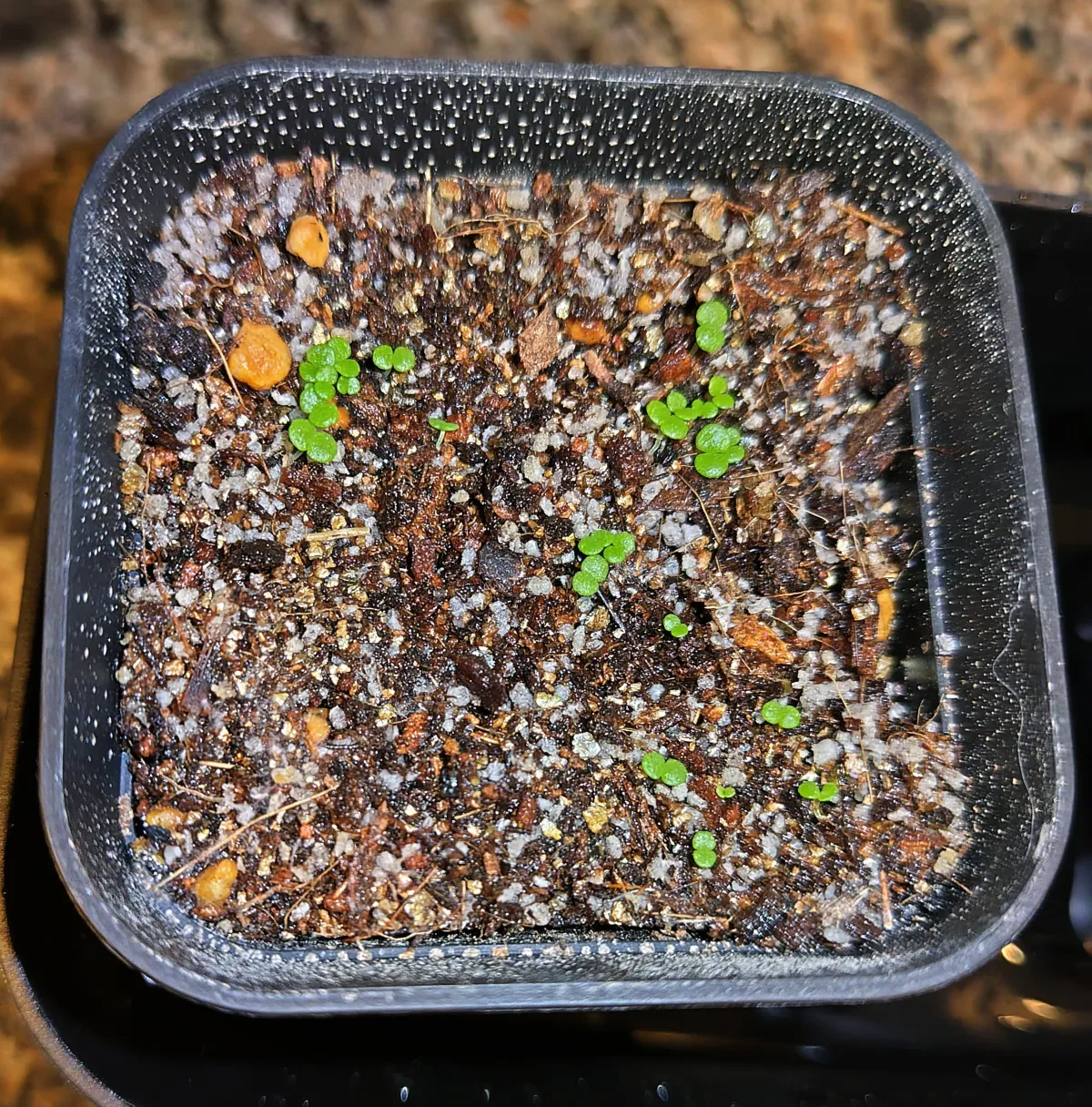 Echeveria laui (エケベリア ラウイ)