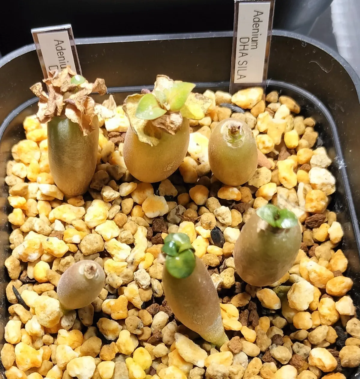 DHA SILA Adenium DHA SILA (アデニウム)