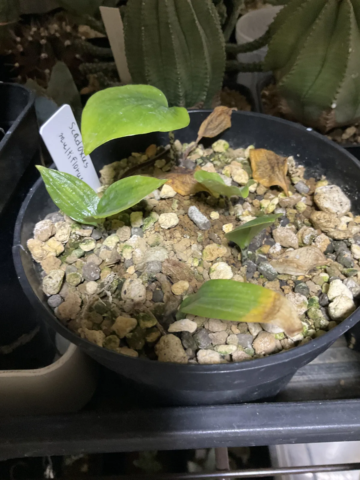 Scadoxus multiflorus (スカドクサス マルチフローラス 発根)