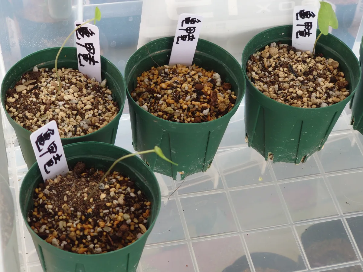 Dioscorea elephantipes (ディオスコレア エレファンティペス)