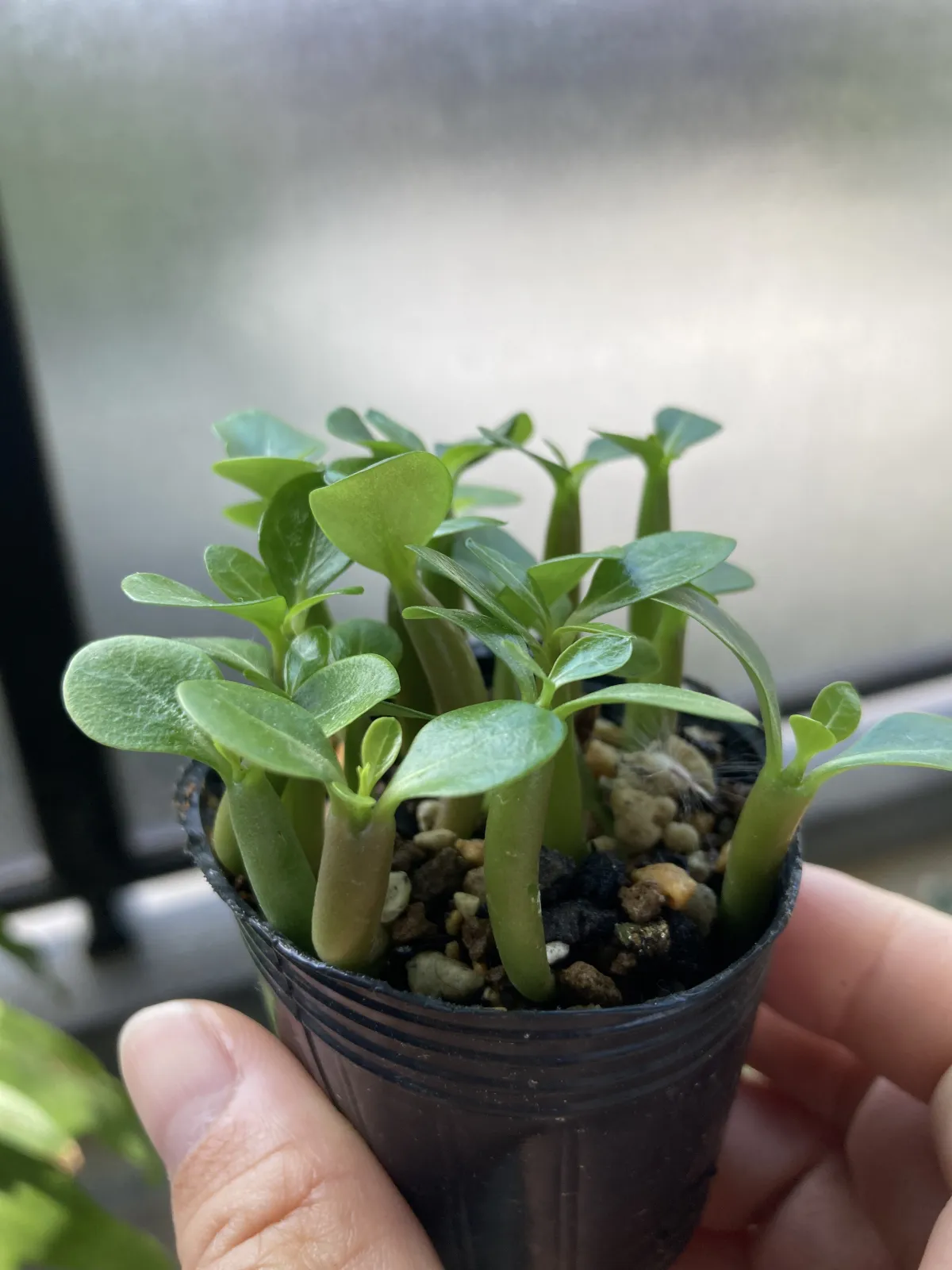 Adenium obesum (アデニウム オベスム)