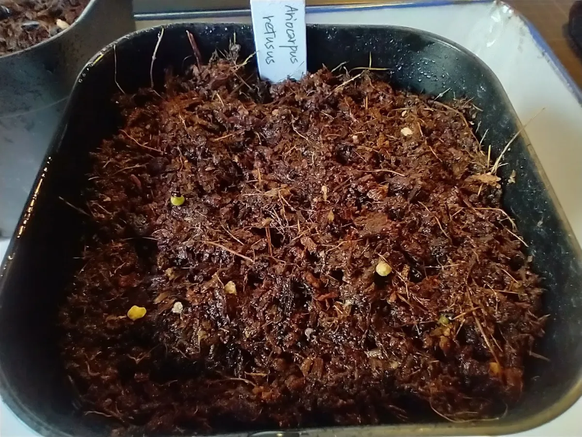 Ariocarpus retusus (アリオカルプス レツーサス 岩牡丹)
