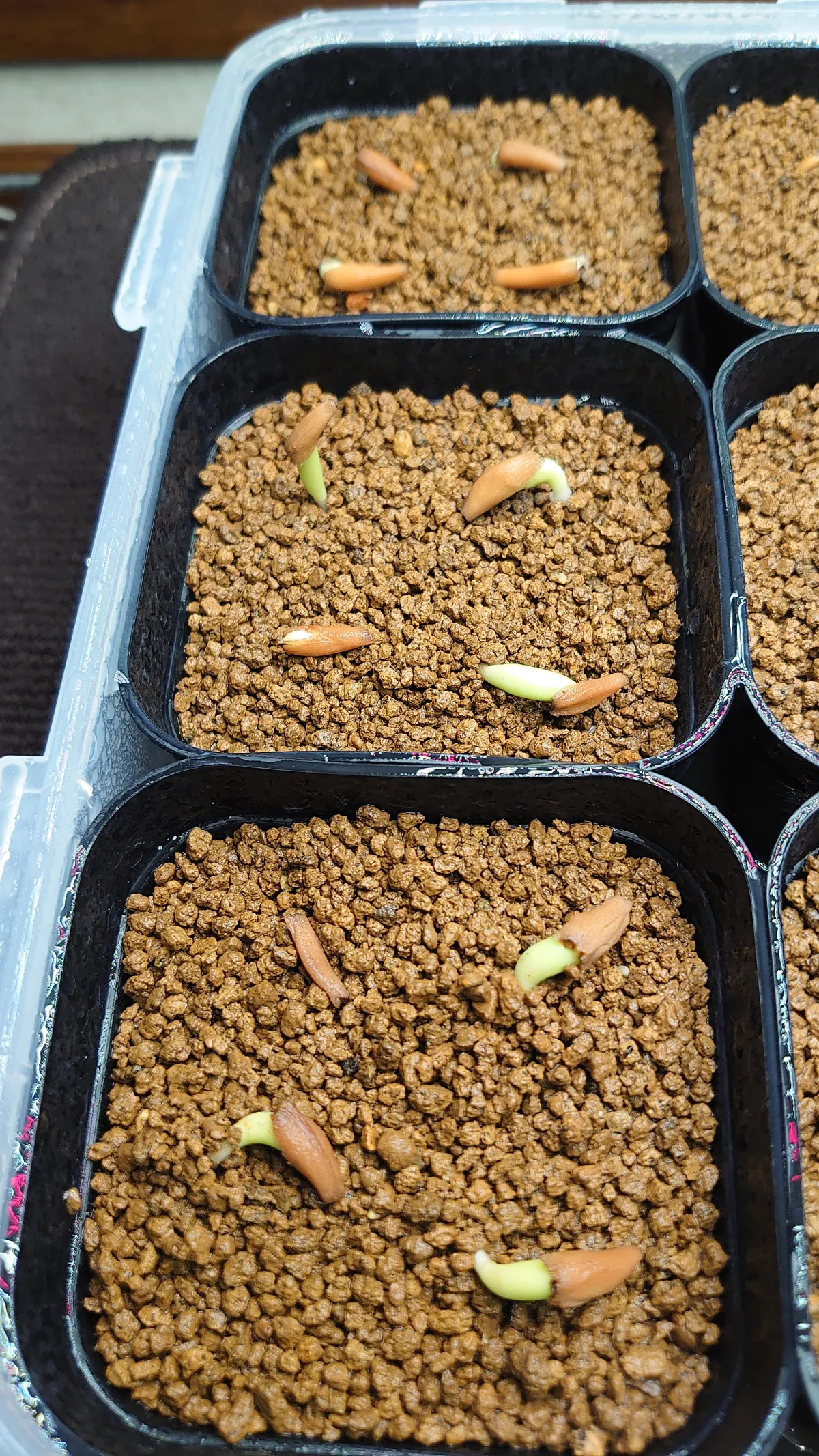 KHZ Adenium thai socotranum KHZ (アデニウム タイ ソコトラナム)